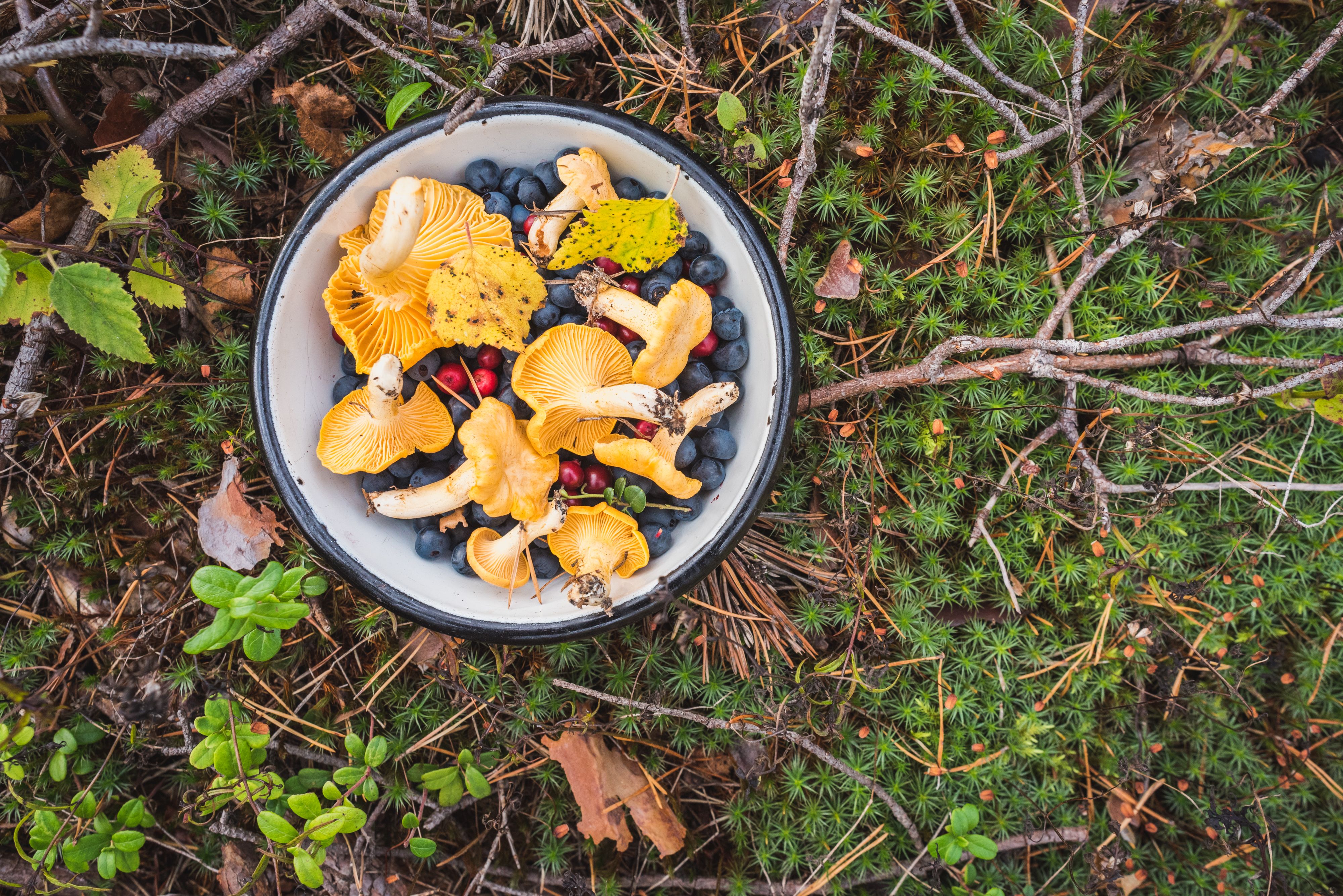 foraging food