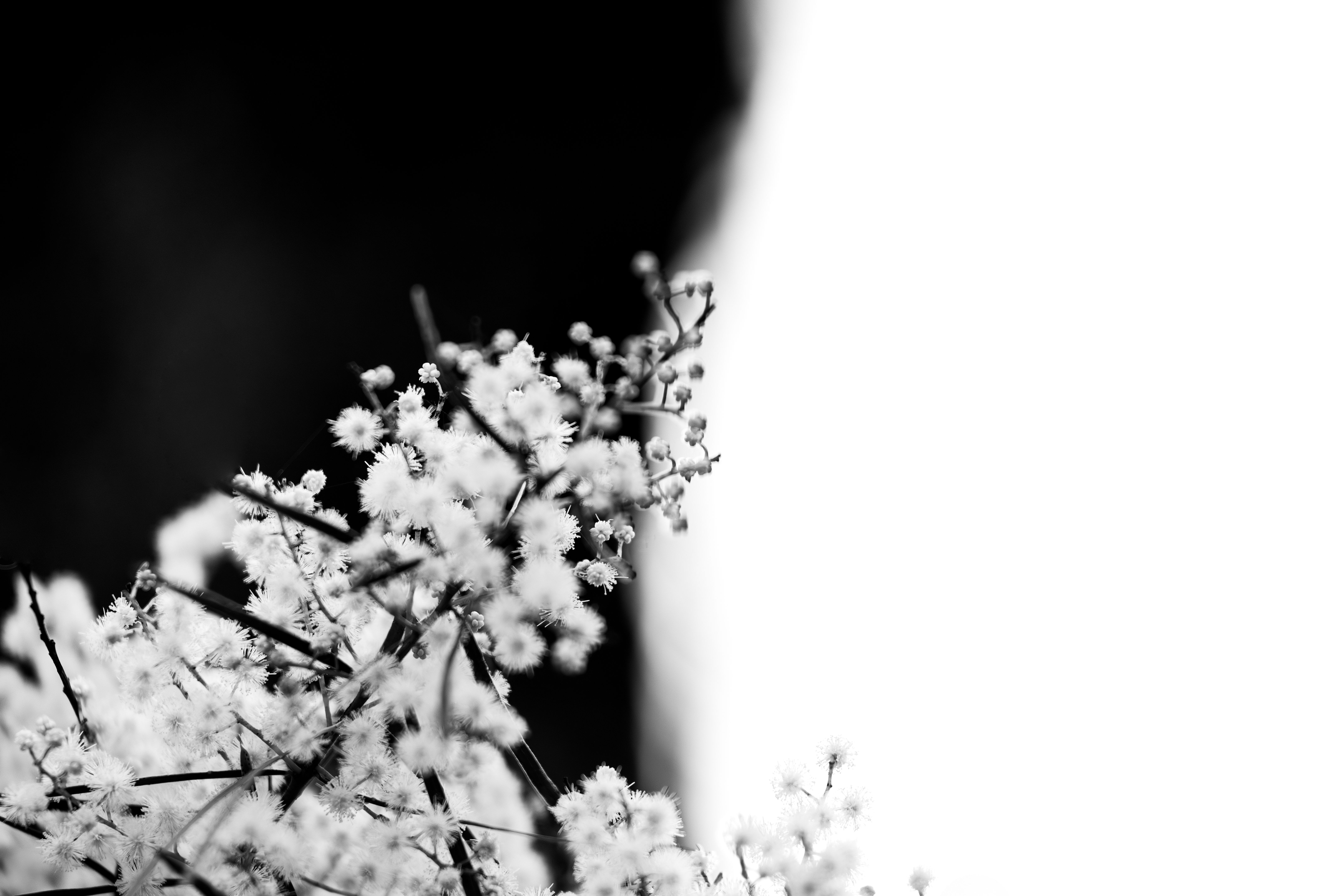 black white photography