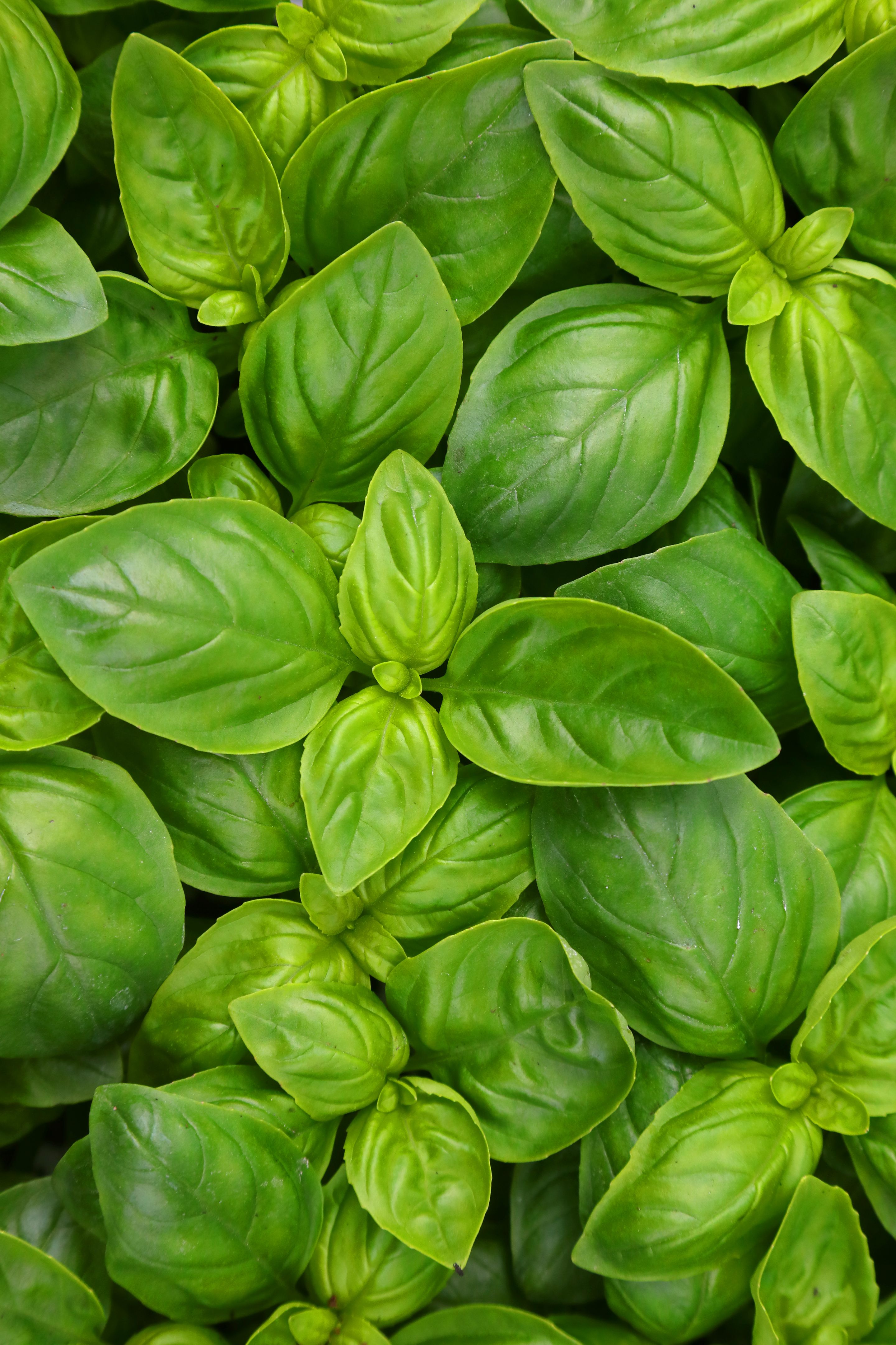 fresh basil