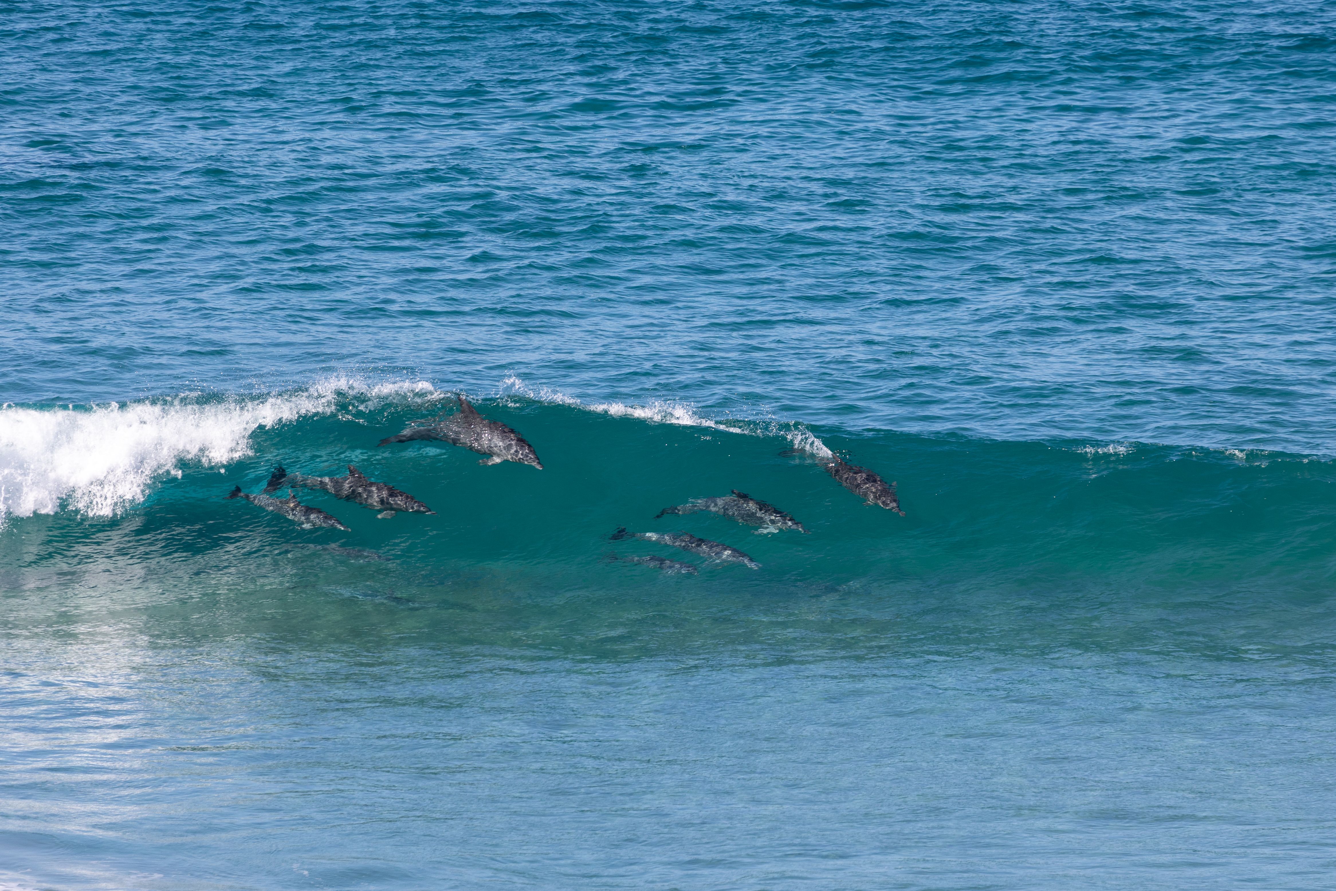 Dolphins in the waves in Mozambique