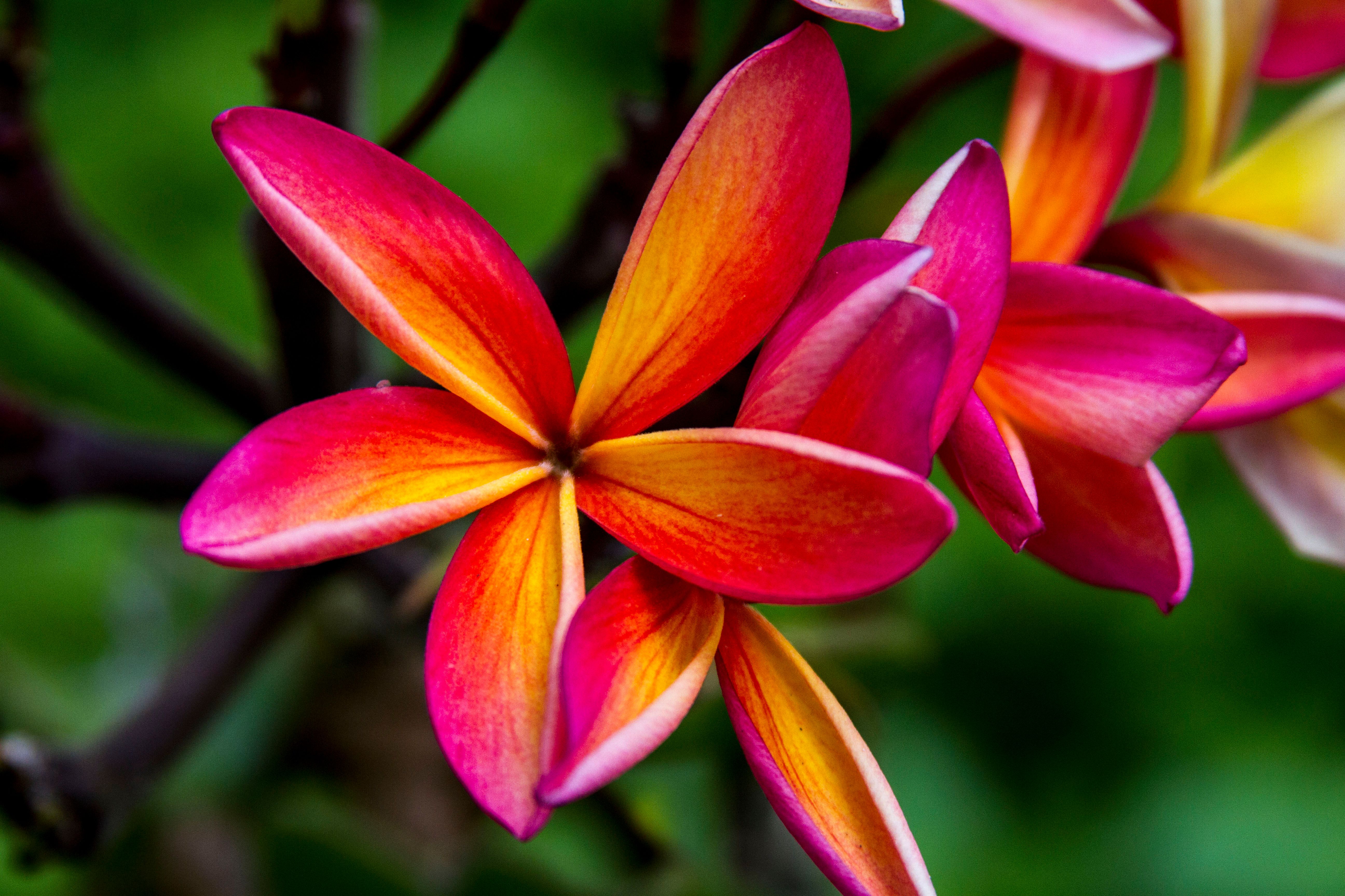 hawaii native plants