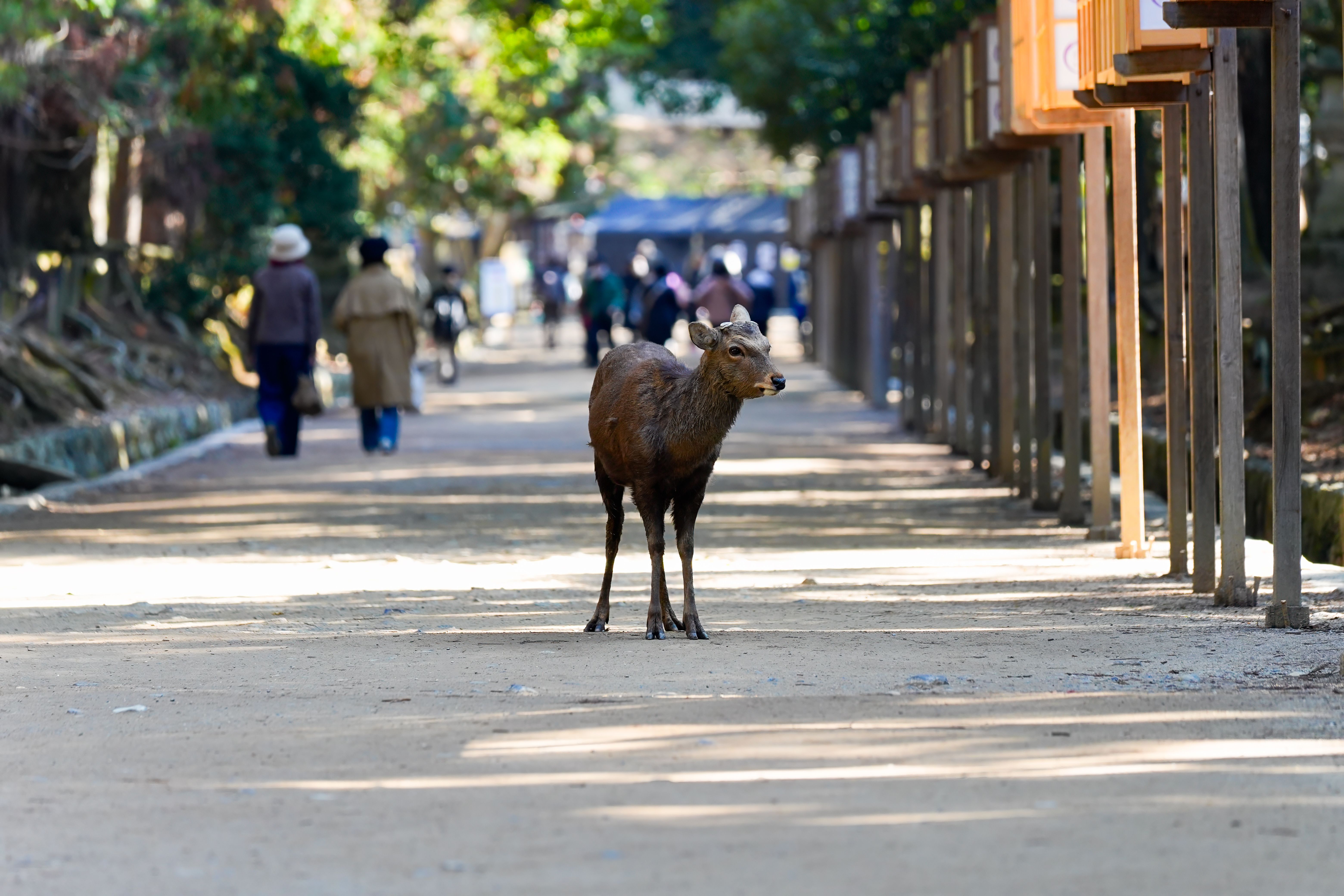 Deer in Nara Park Japan have been protected very carefully since ancient times