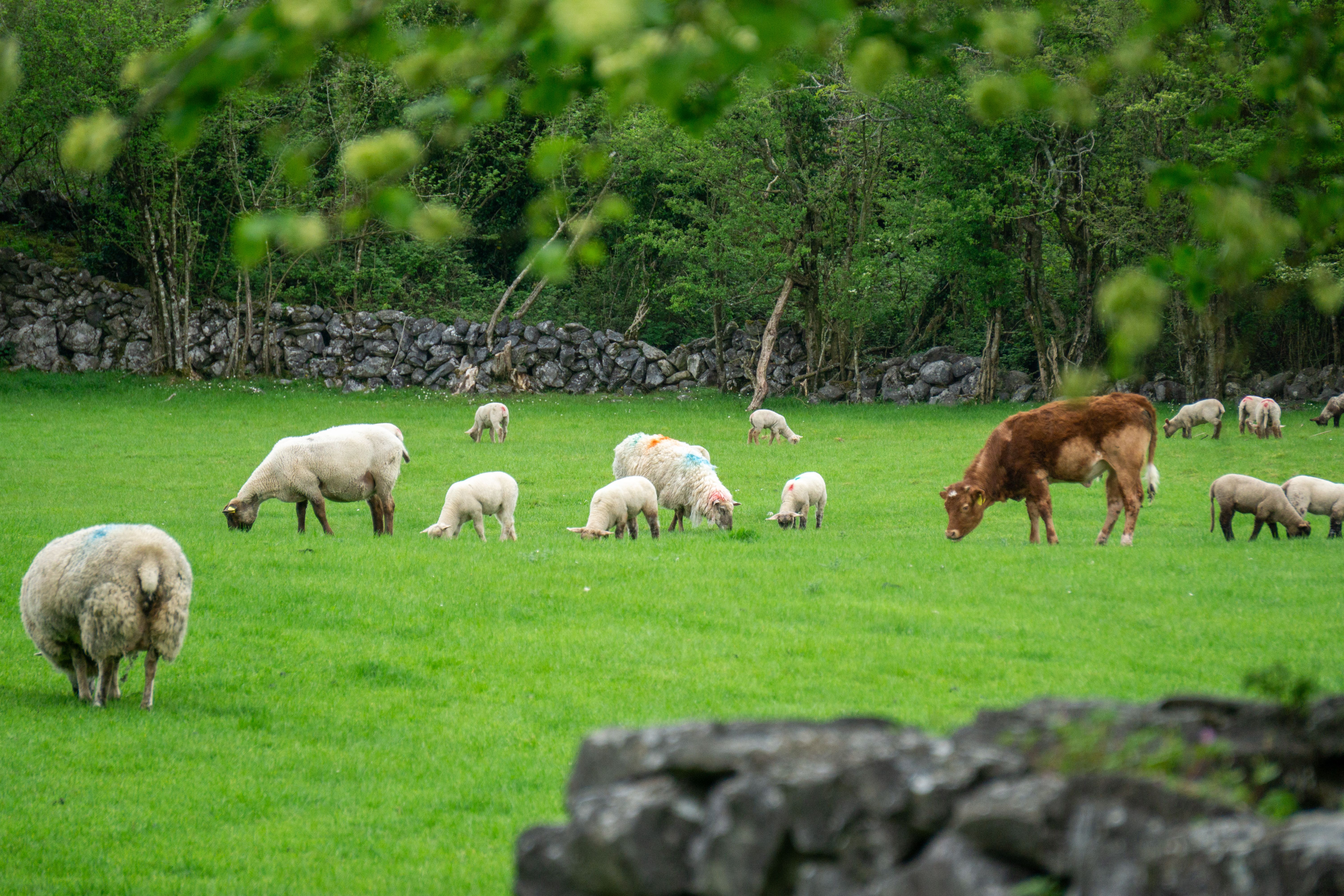 Farm animals in county Clare, Ireland. Irish cows and sheeps