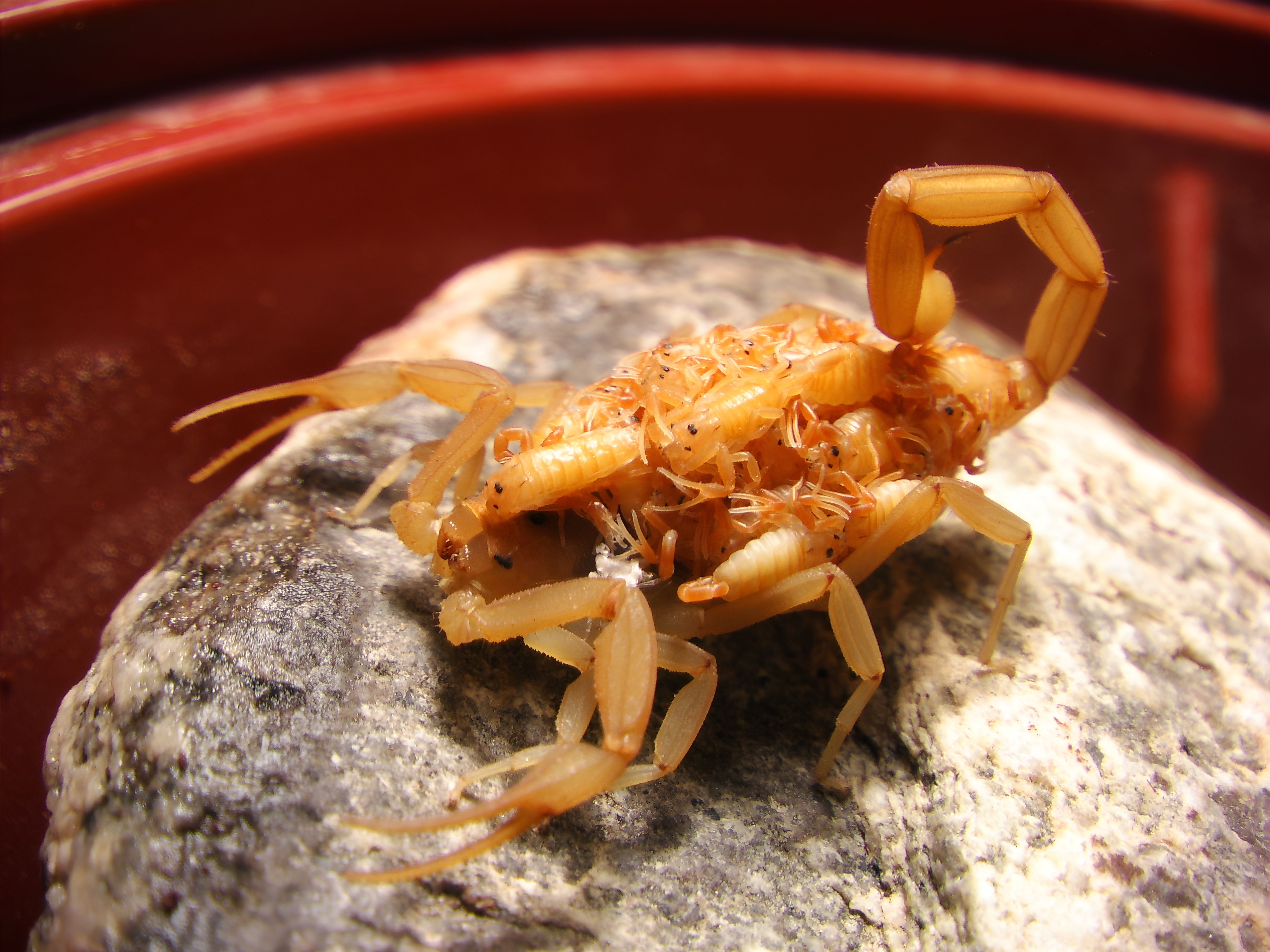 Closeup of Arizona bark scorpion on a rock with babies, blurred background Closeup of Arizona bark scorpion on a rock with babies, blurred background