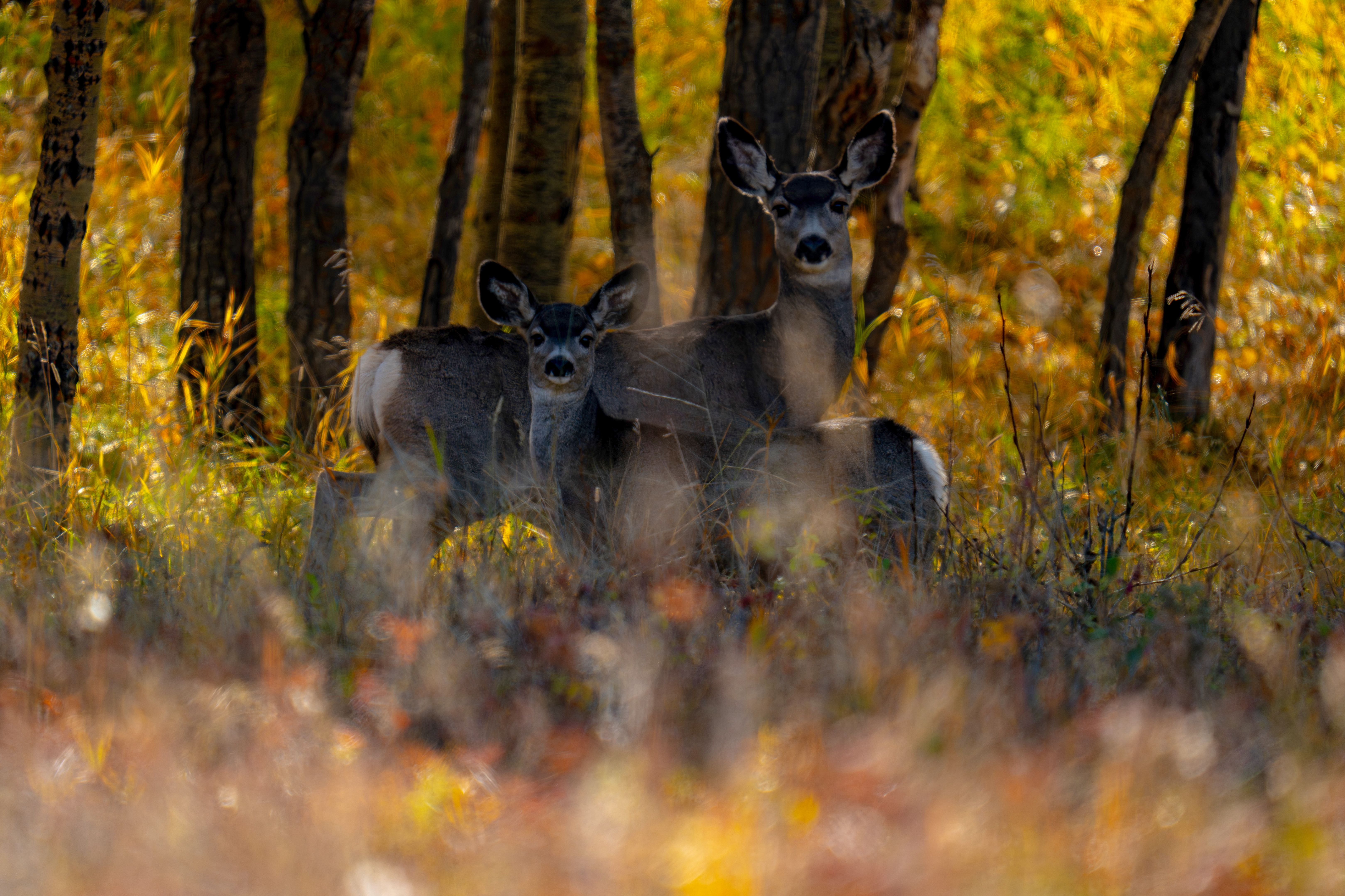 fall wildlife alberta