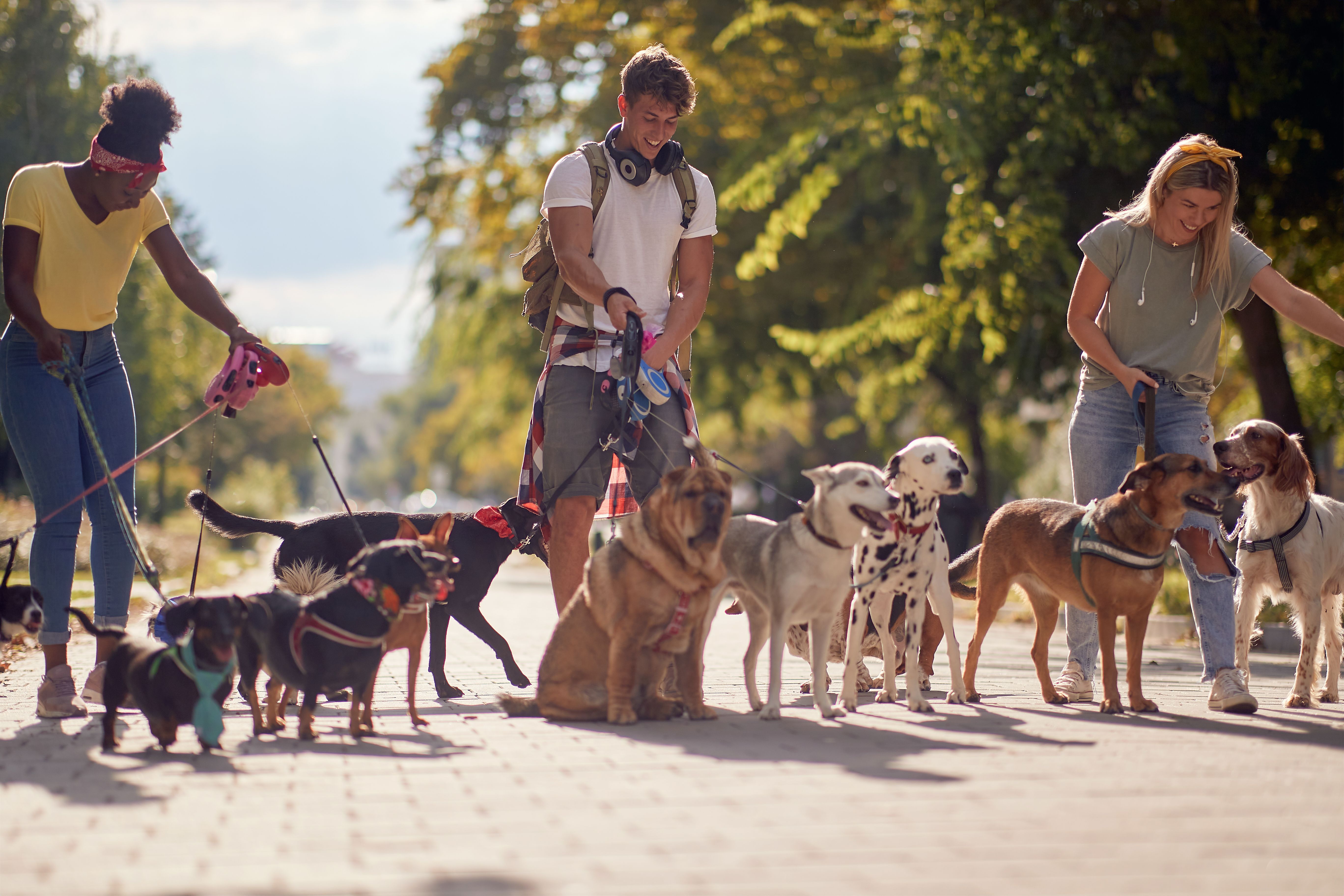 dog walker talking to pet owner