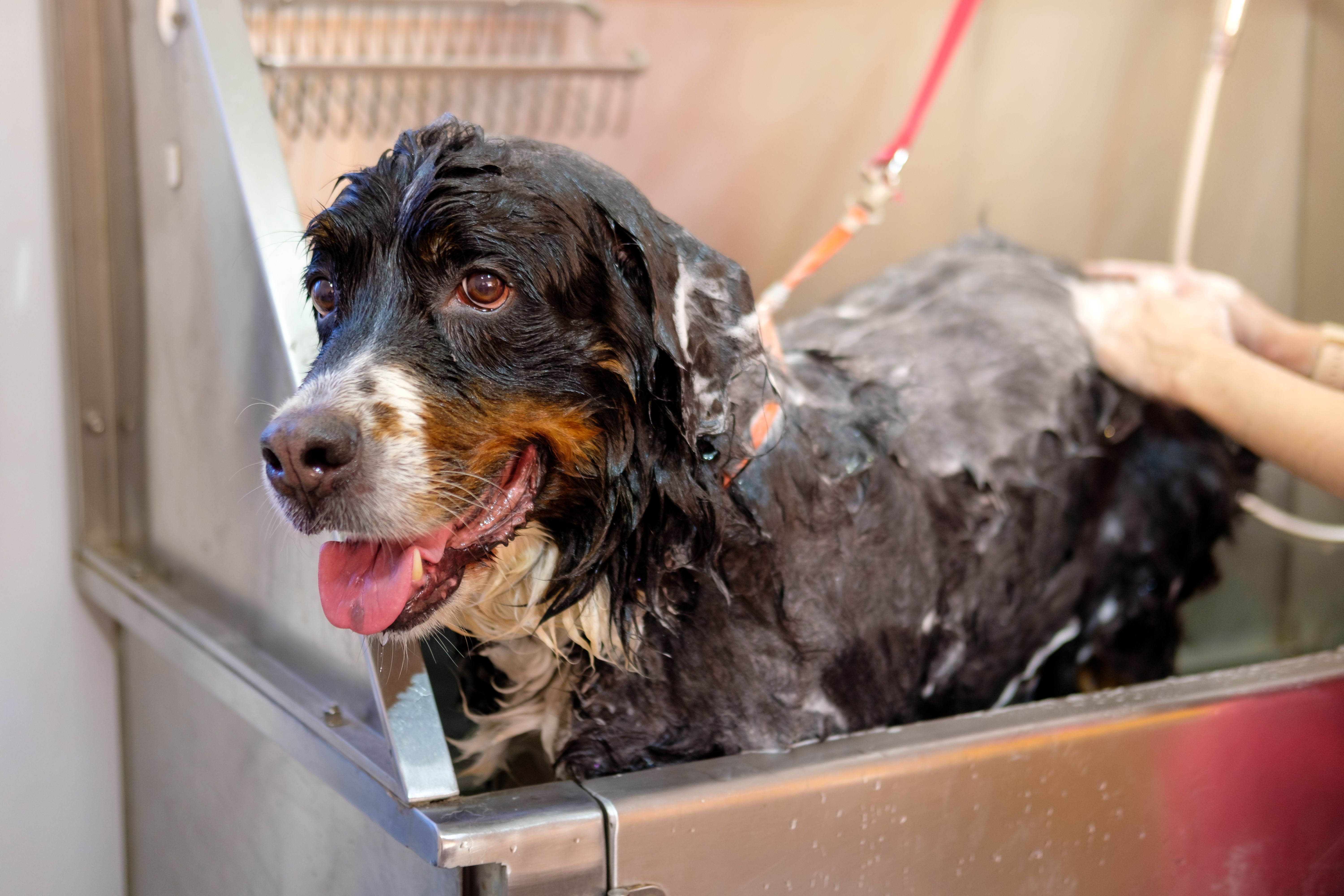 dog grooming session