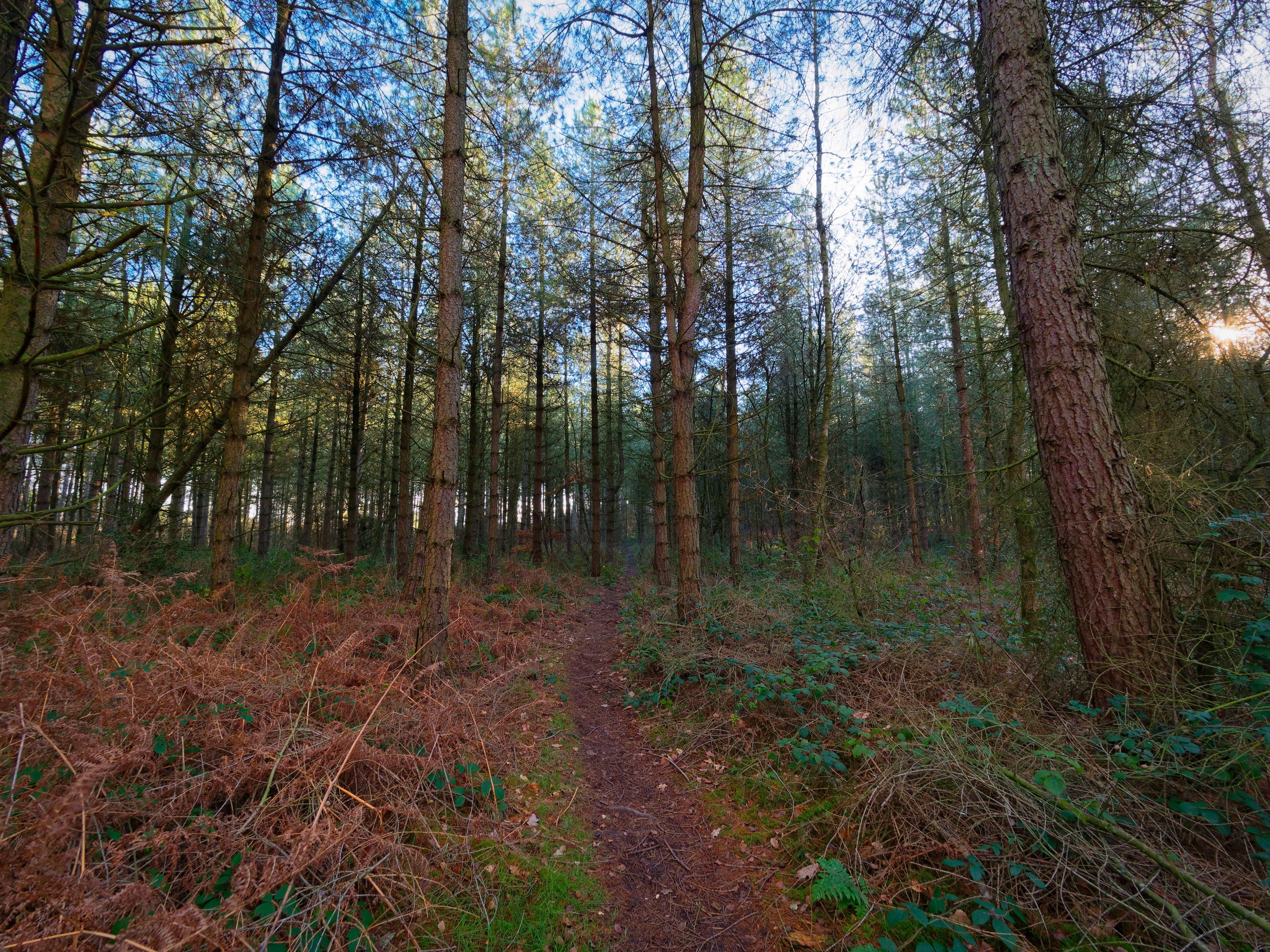 Northcliffe Woods