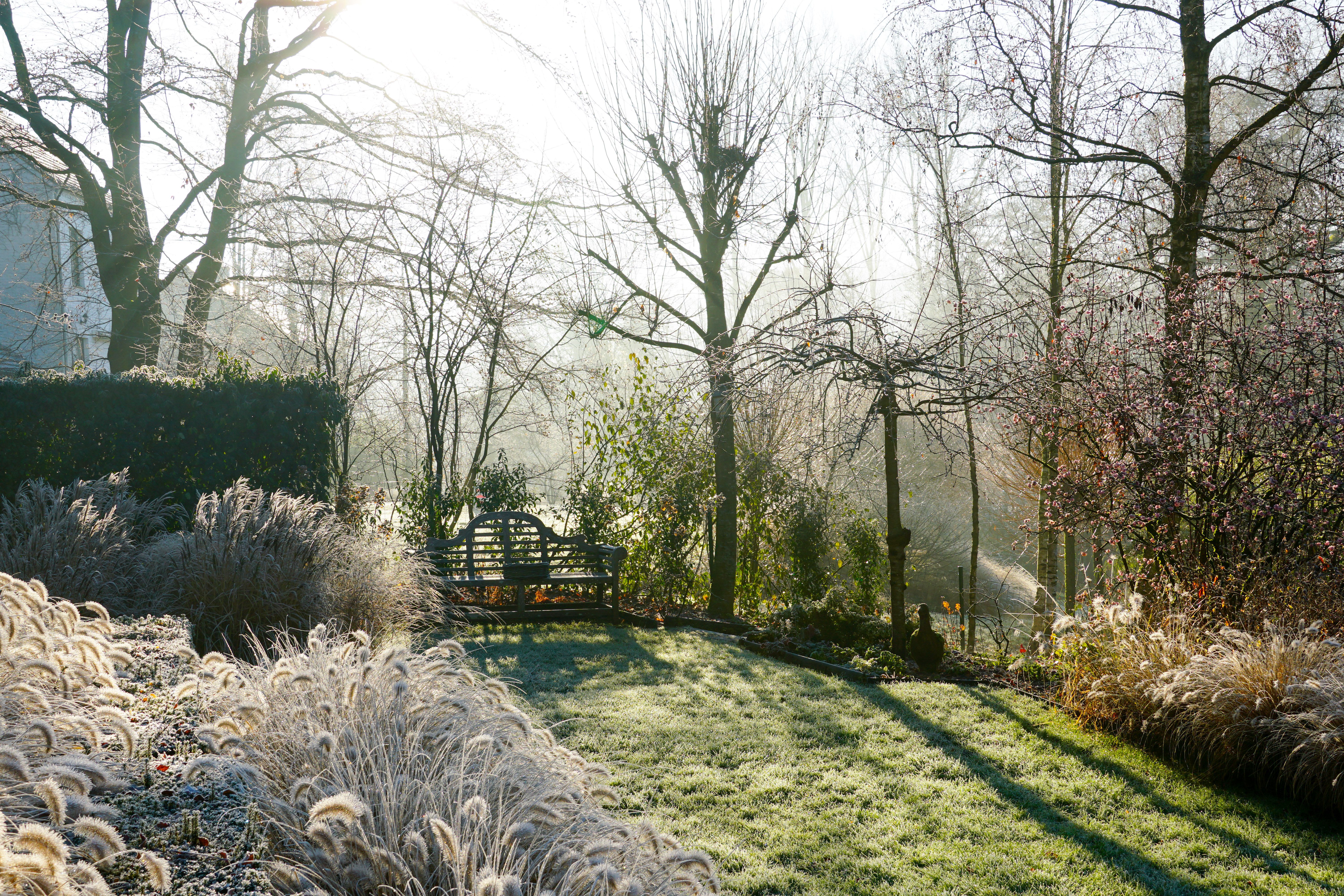 winter lawn