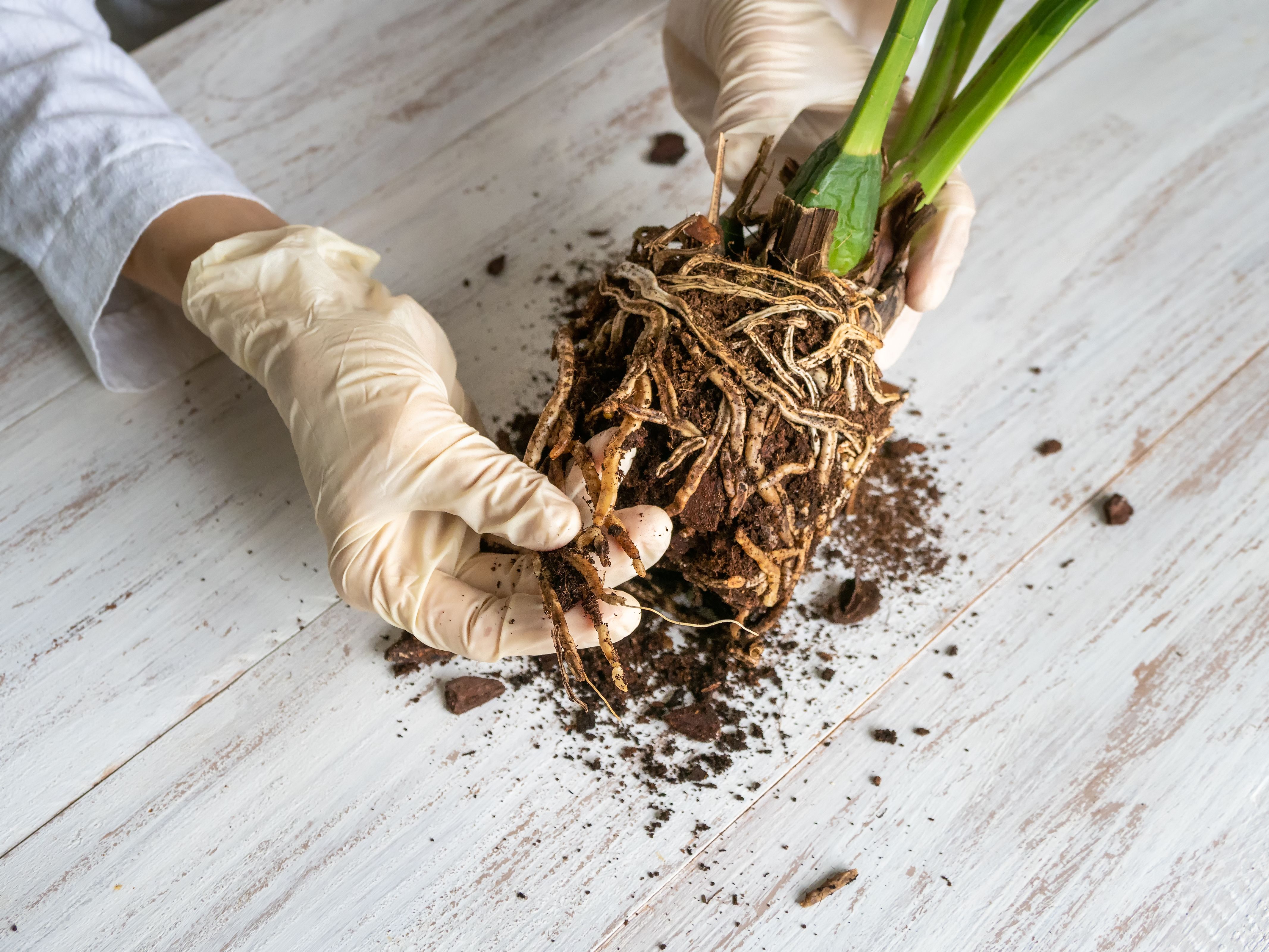 root rot treatment
