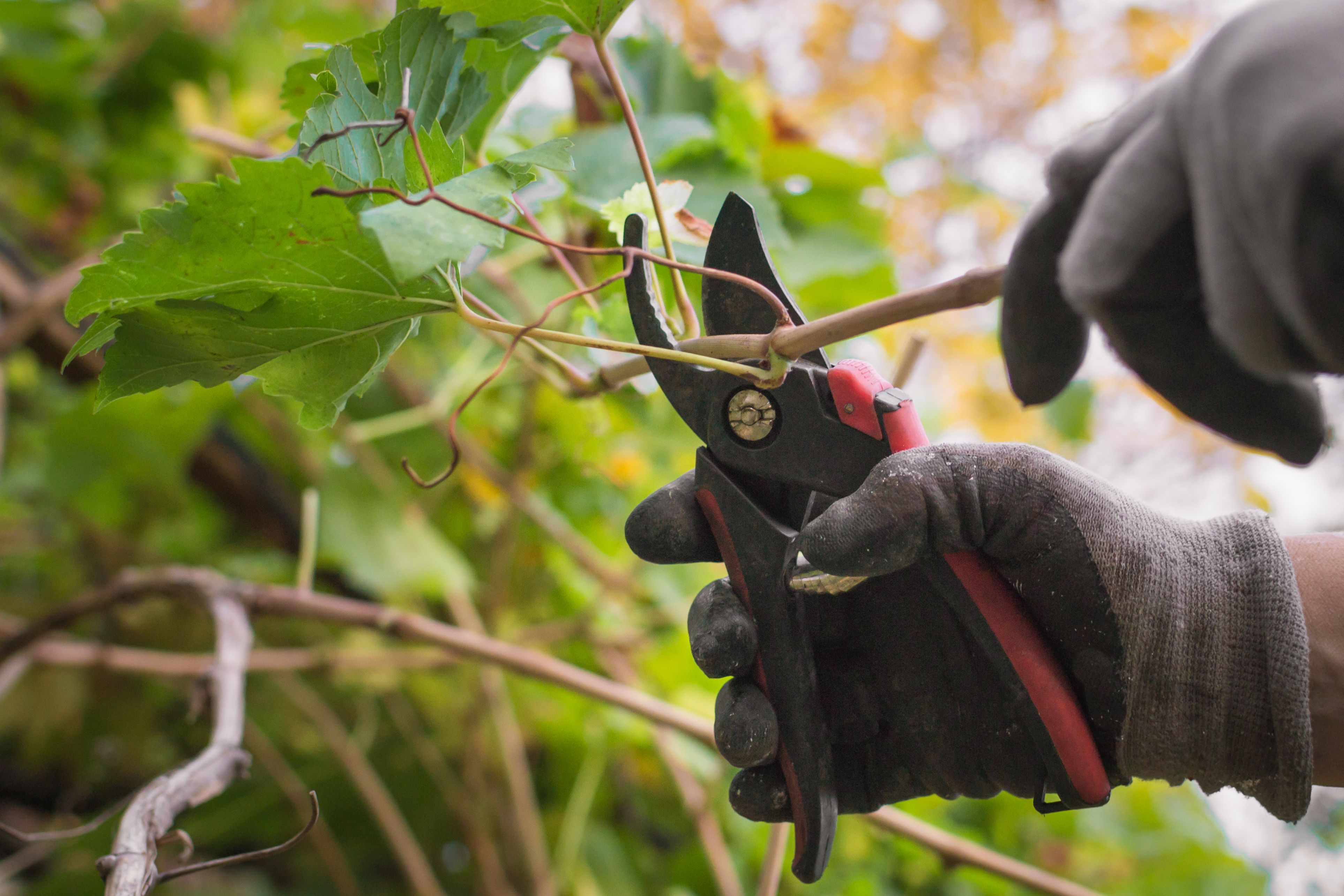 trimming climbing plants