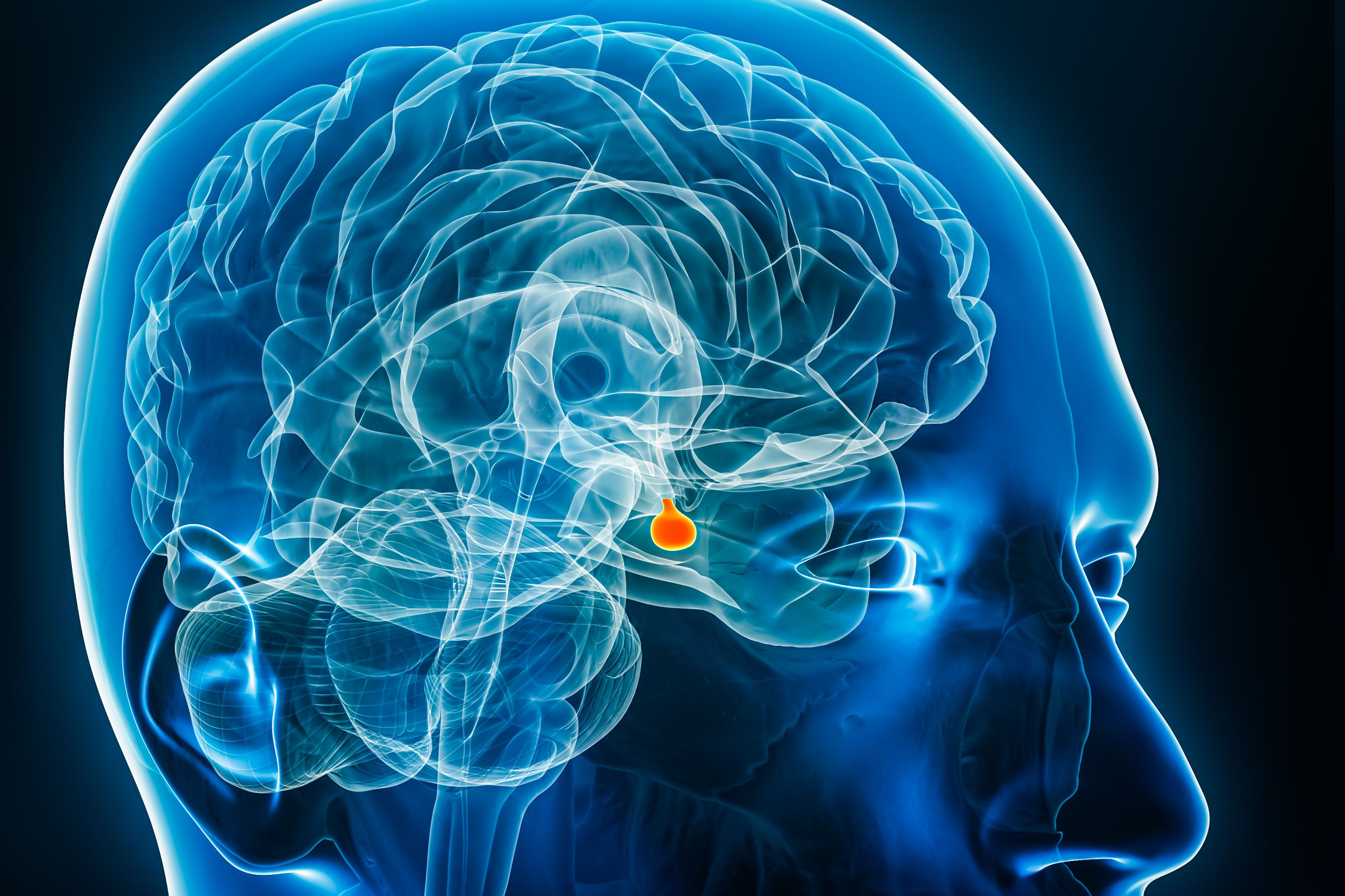 pituitary gland
