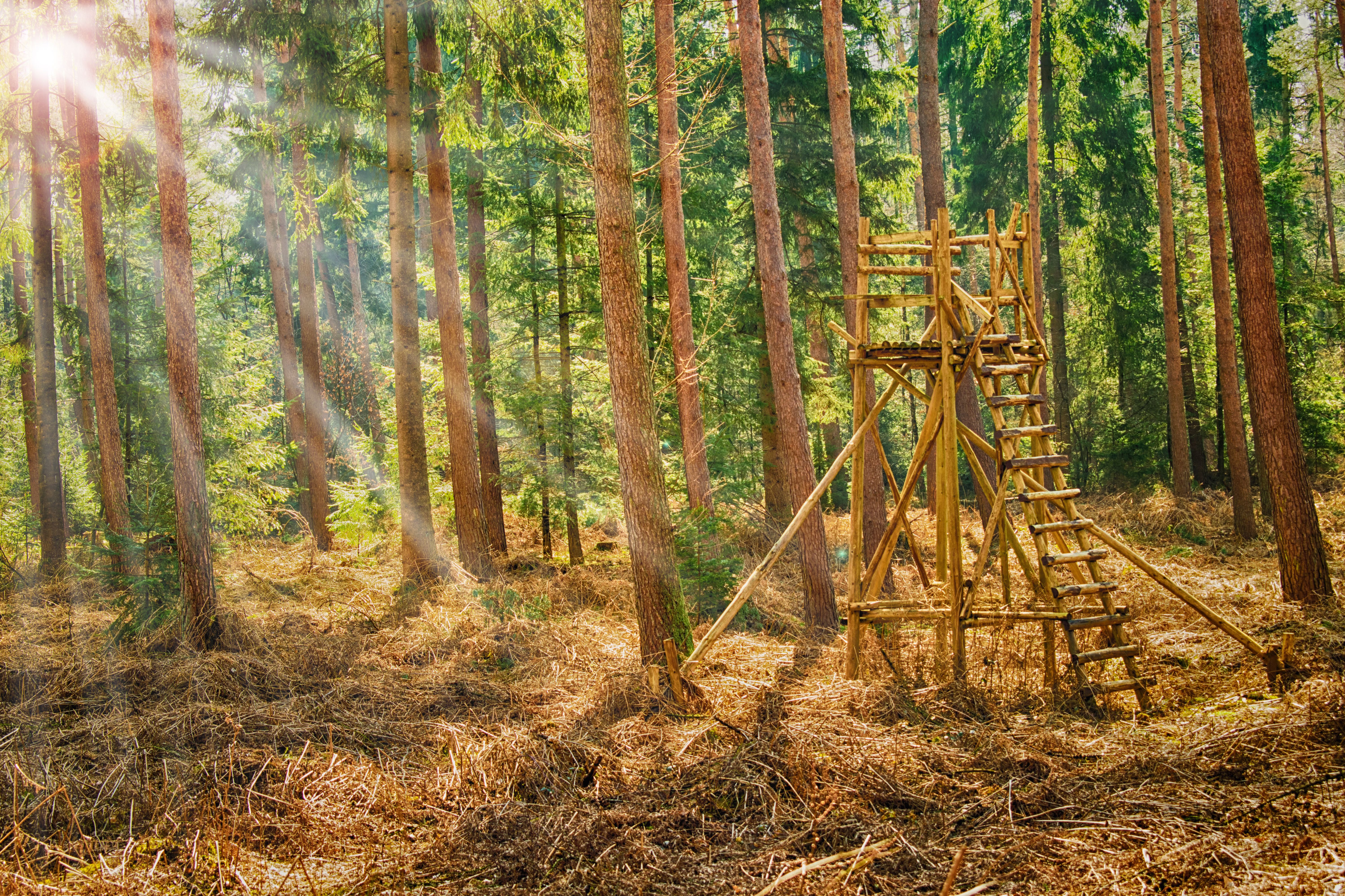 wildtiere beobachten