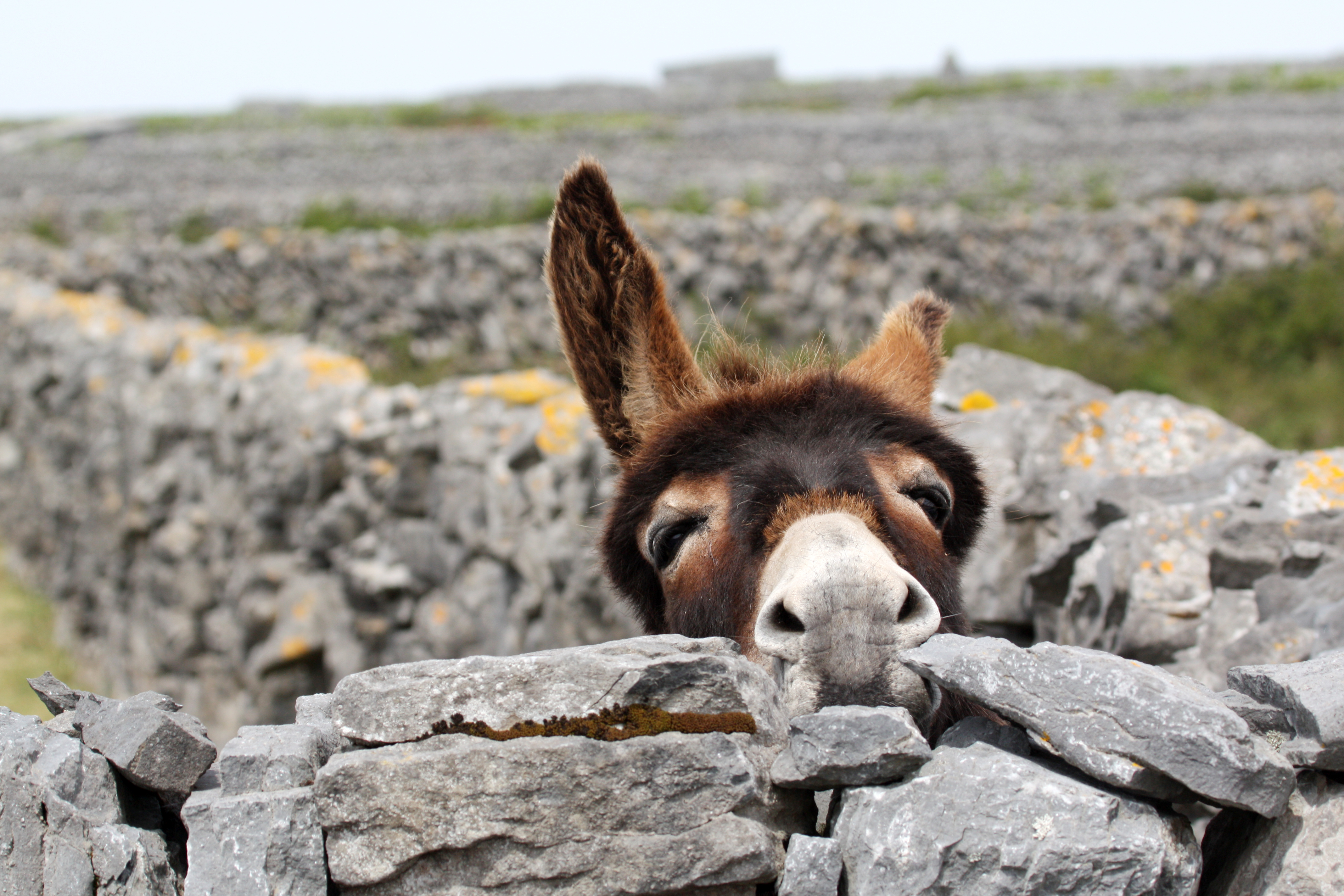 Spring Time Donkey looking over a wall Spring Time Donkey looking over a wall