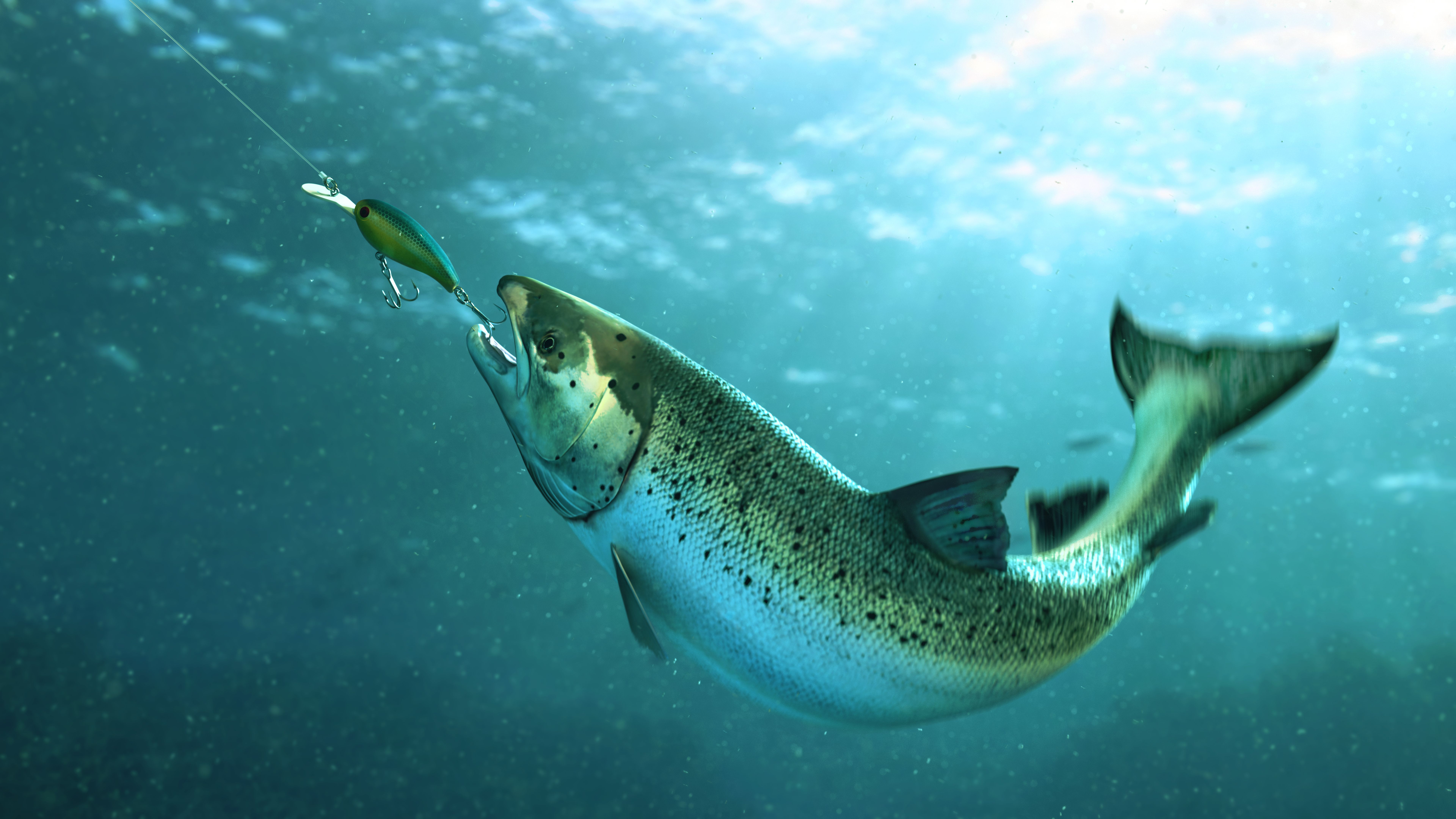 Atlantic Salmon hooked