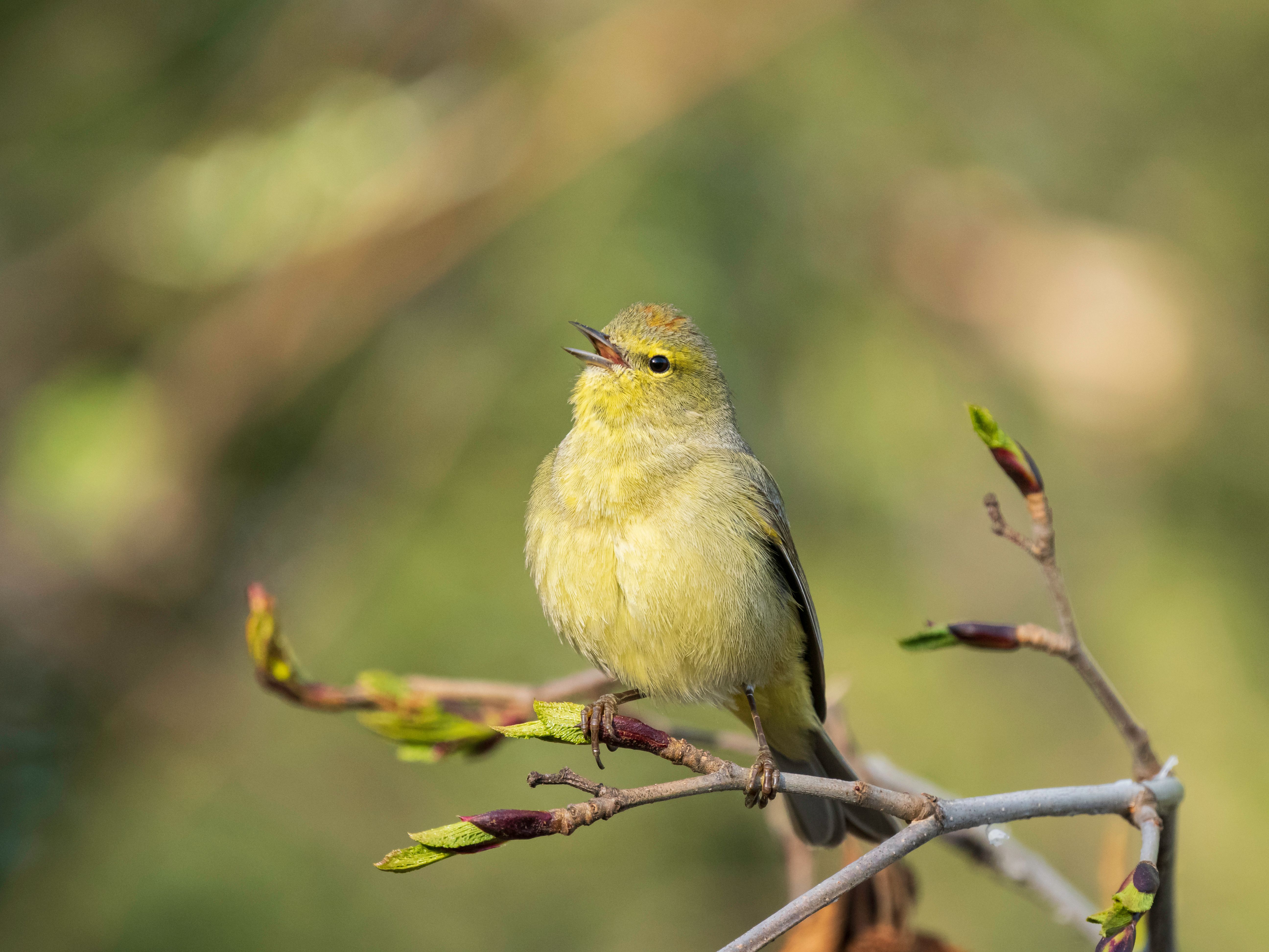 olive grove wildlife