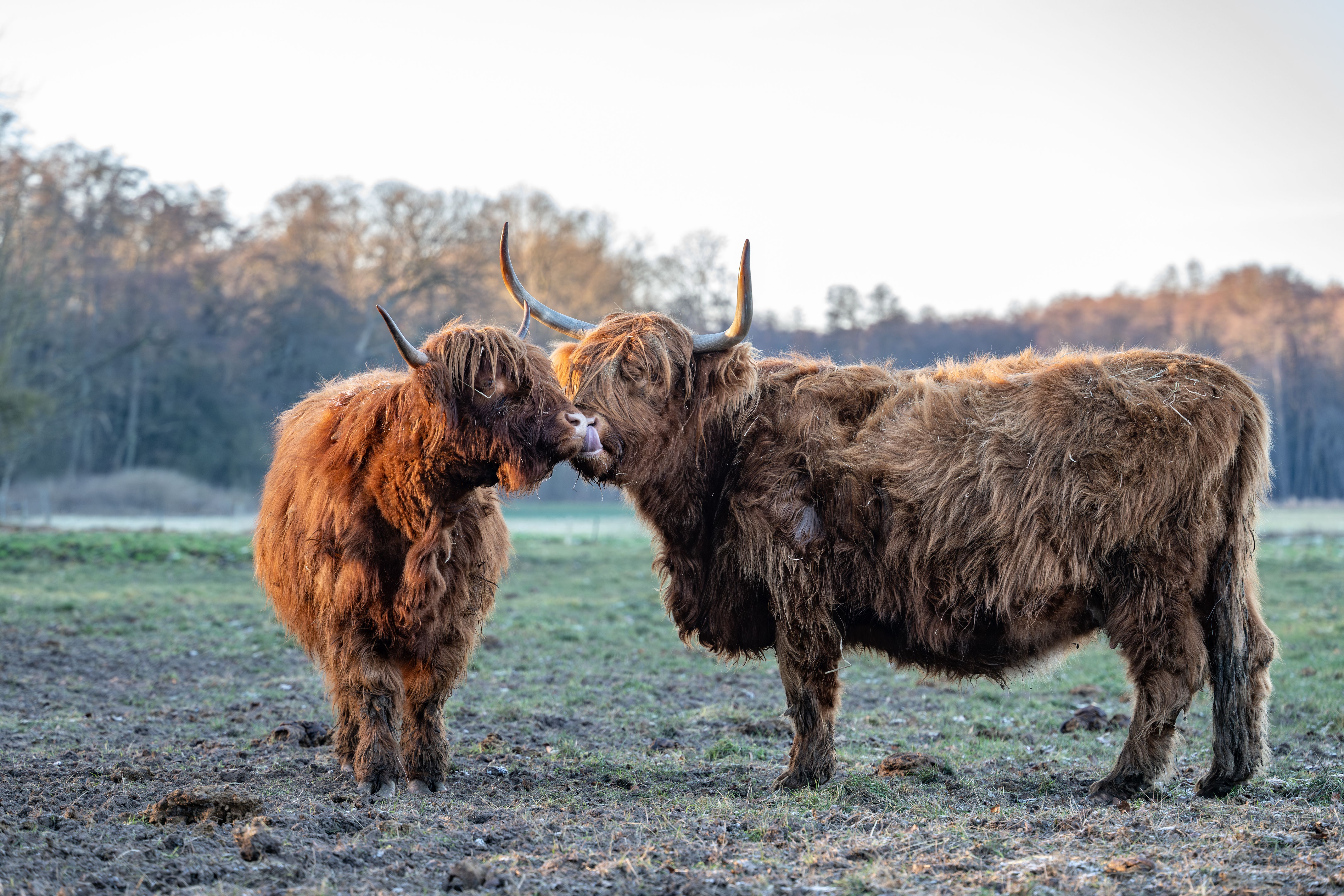 highland cattle grooming