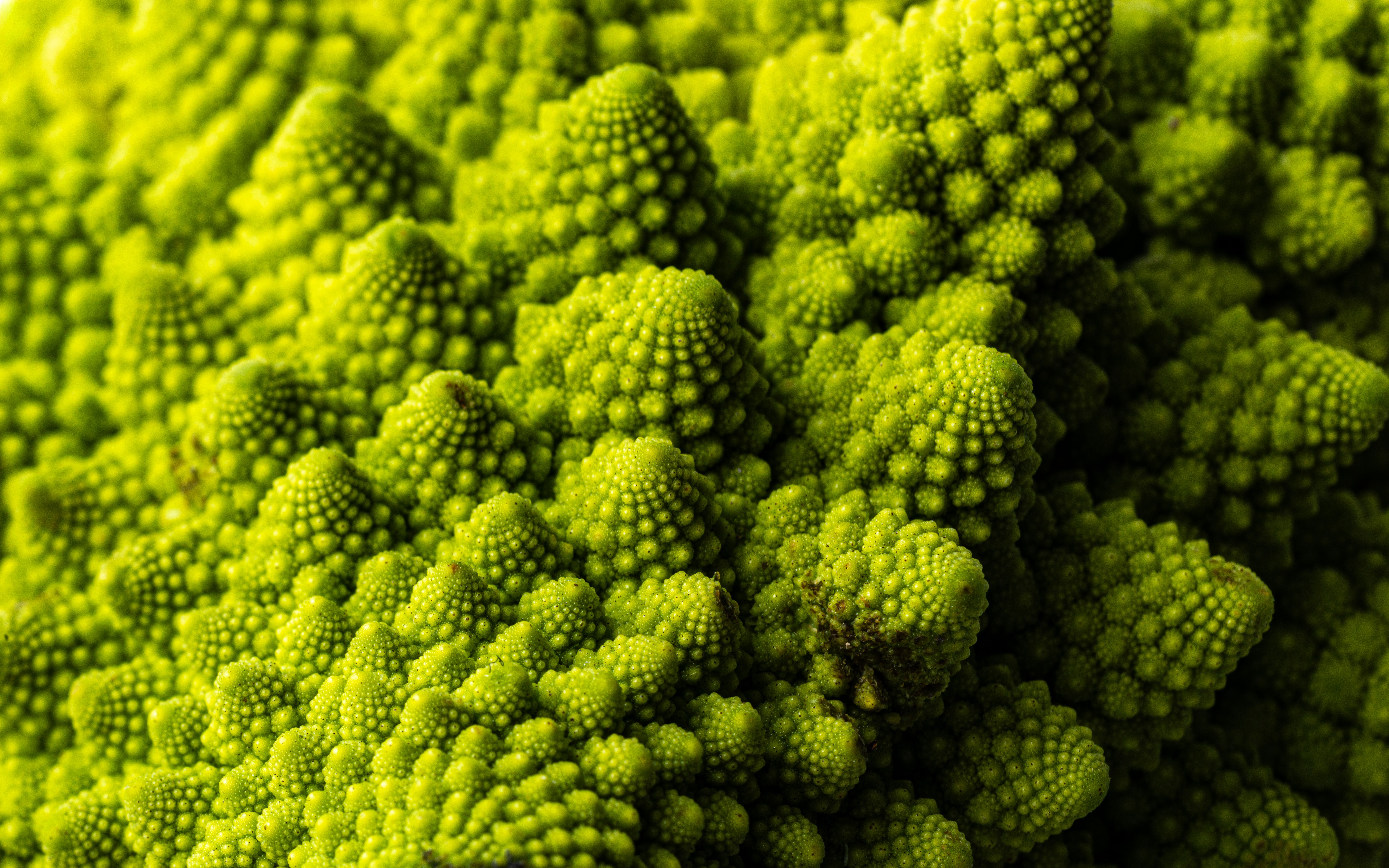 organic shapes furniture