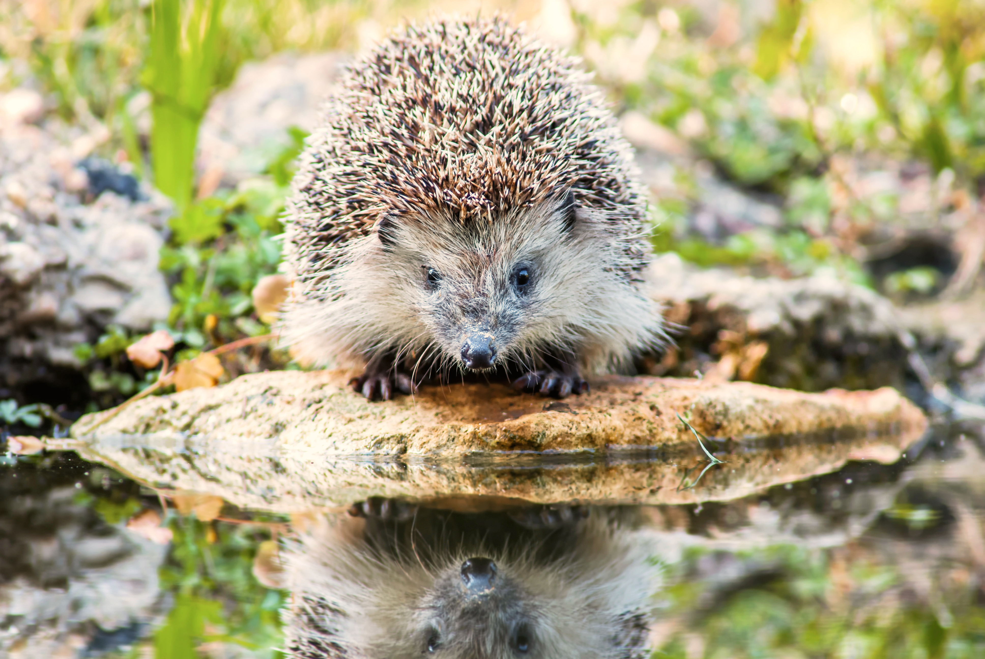 The European hedgehog