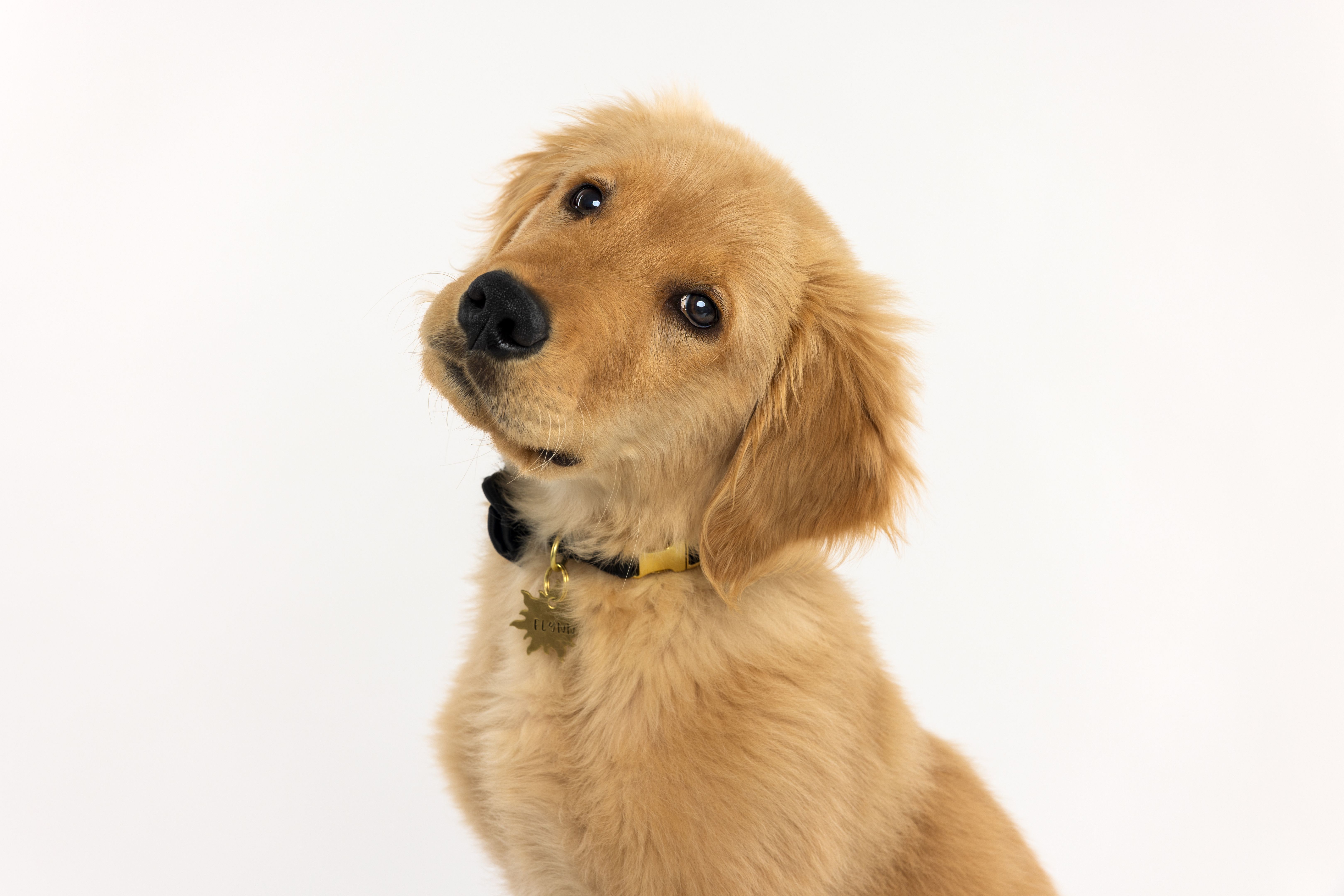 golden retriever puppy home