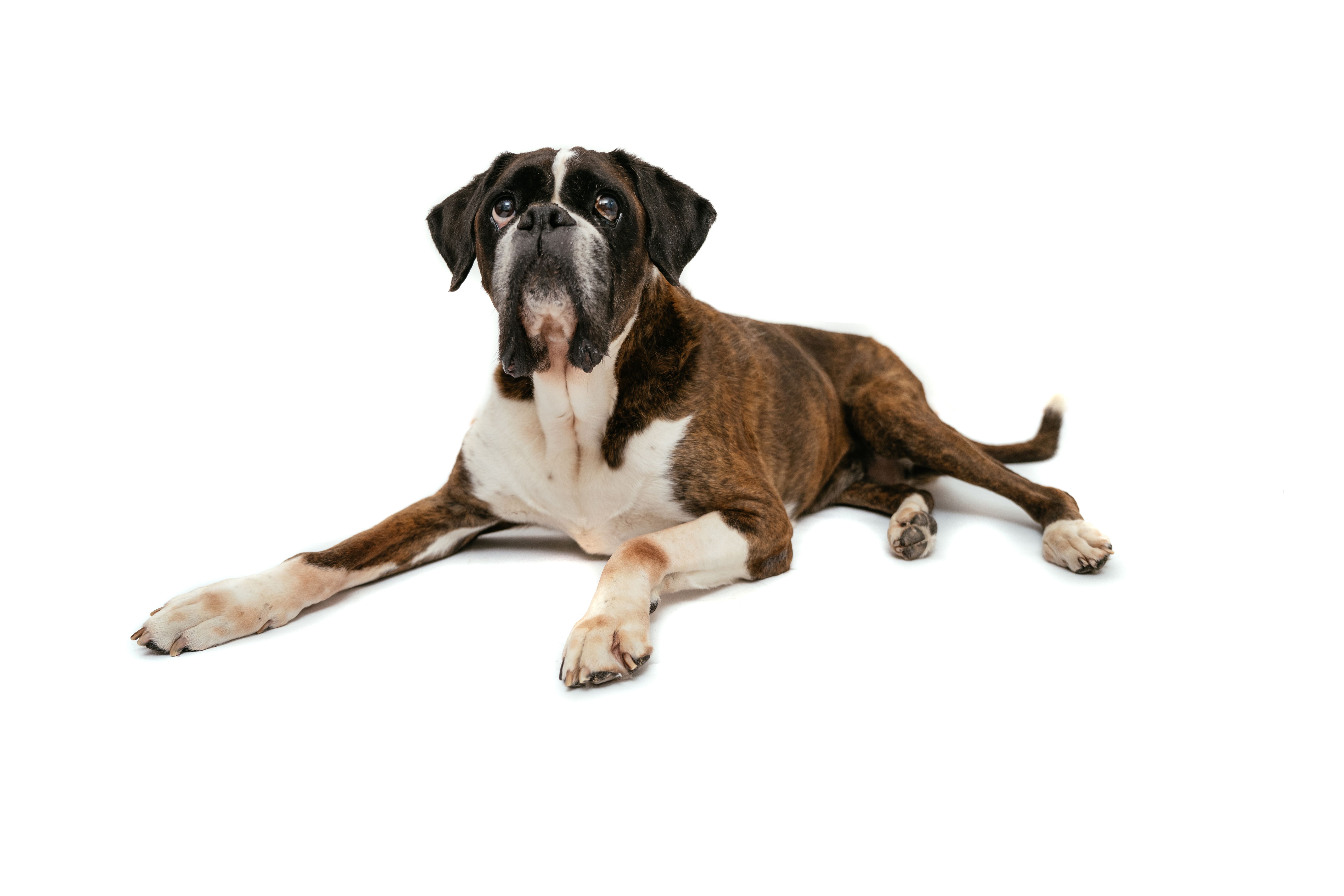 Boxer dog on white background Boxer dog on white background