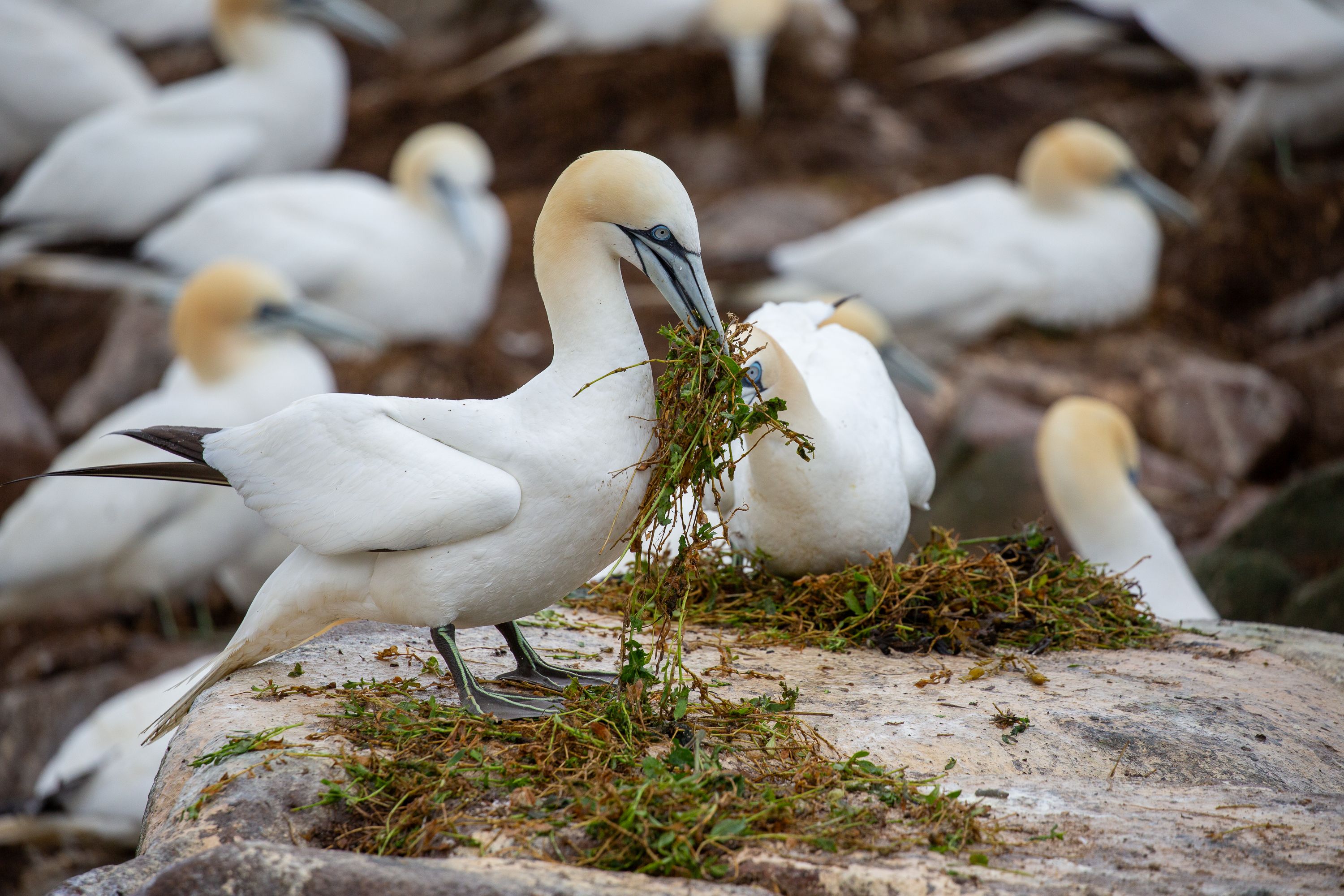 Gannet with nesting materials on rocks on the Saltee Islands