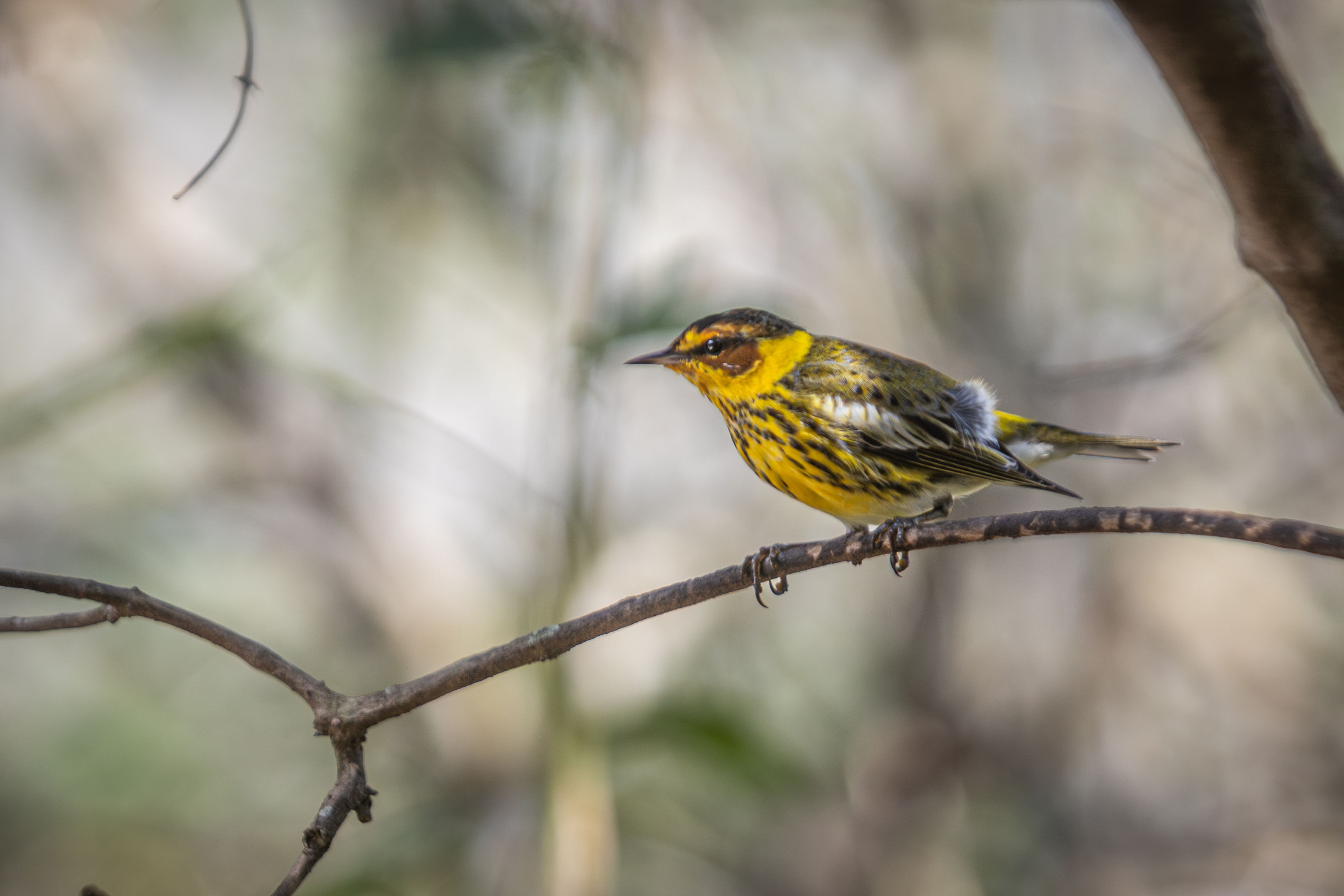 birdwatching cape may