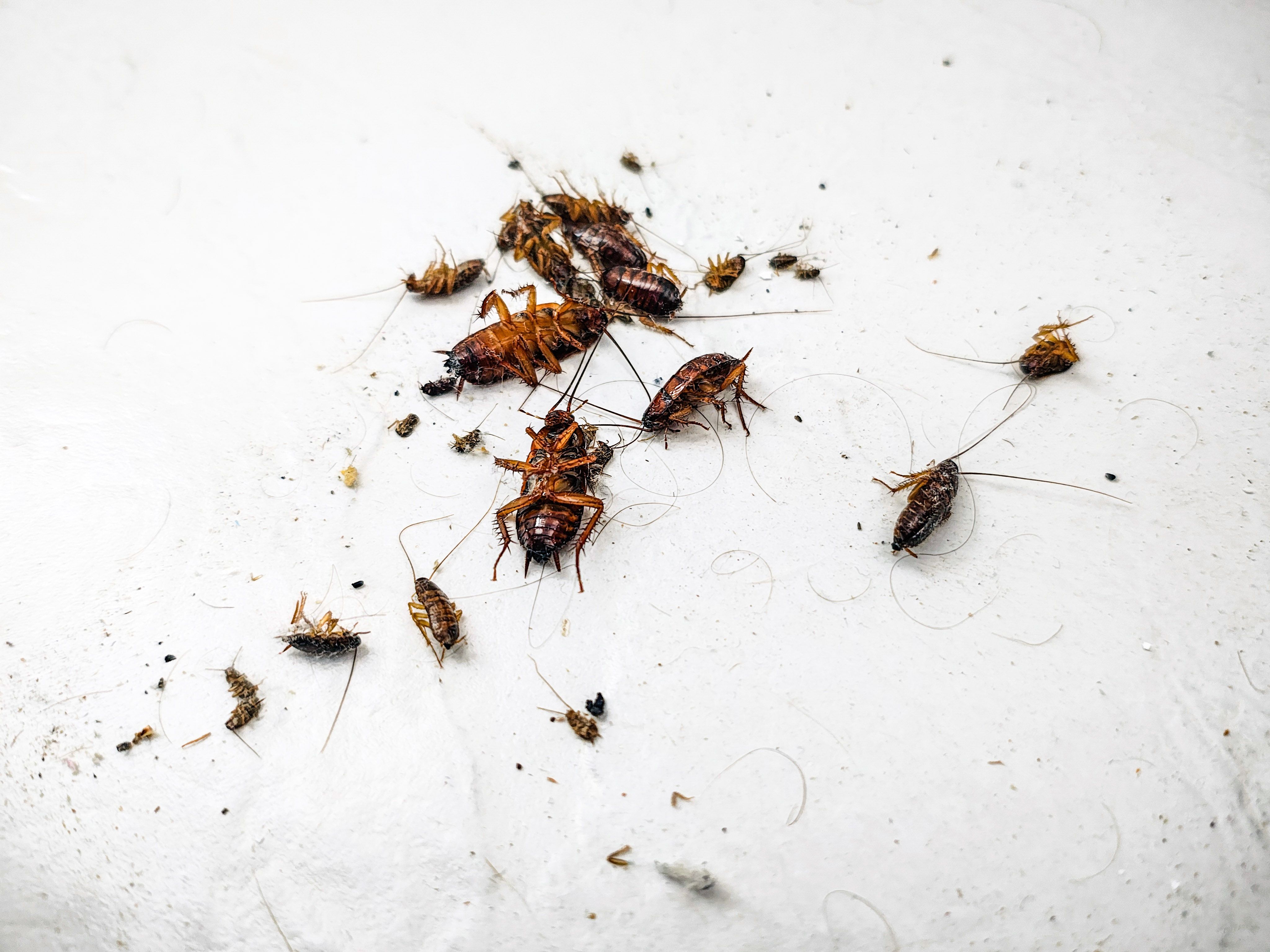 Many cockroaches dead on a white floor after pest control