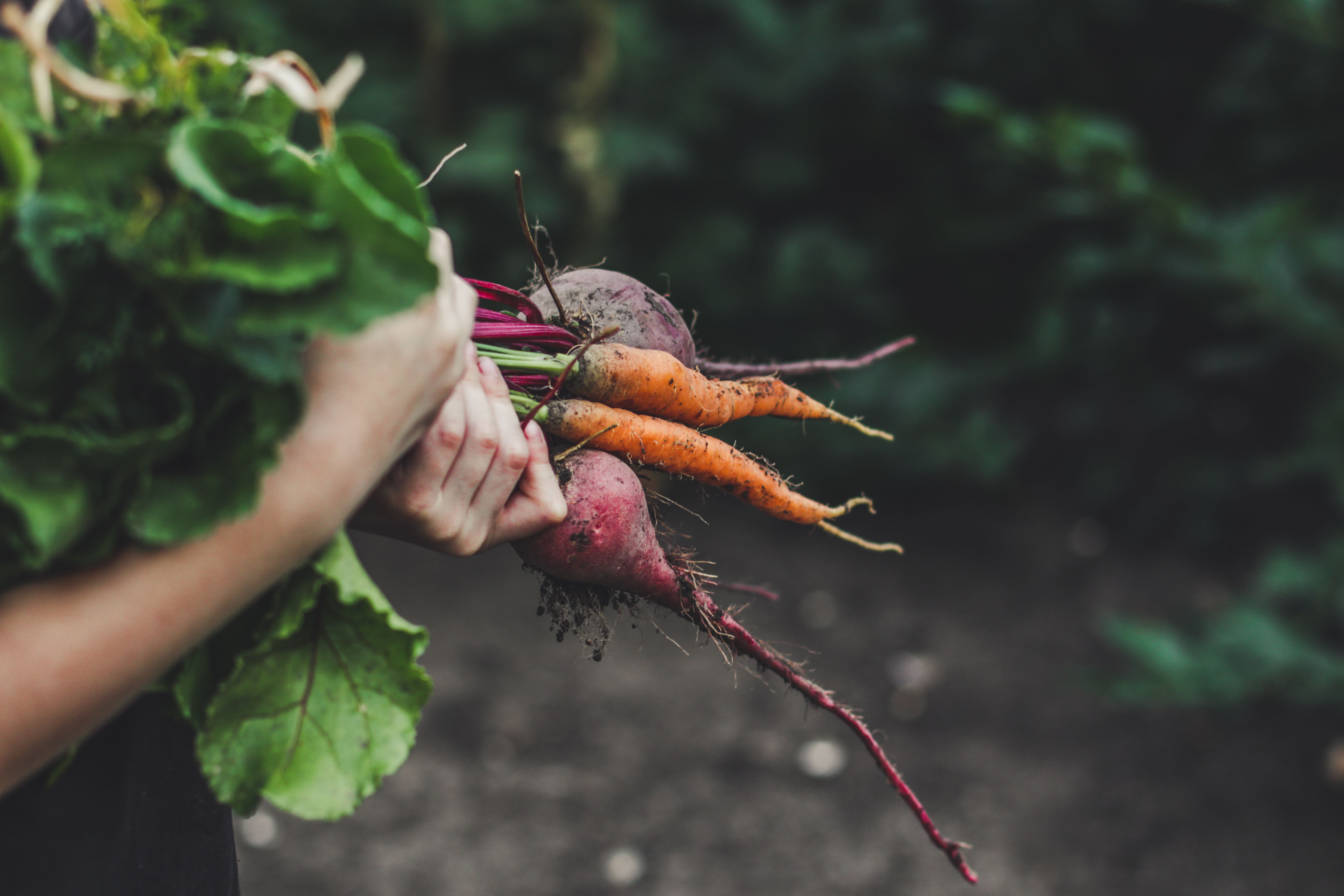 harvesting vegetables