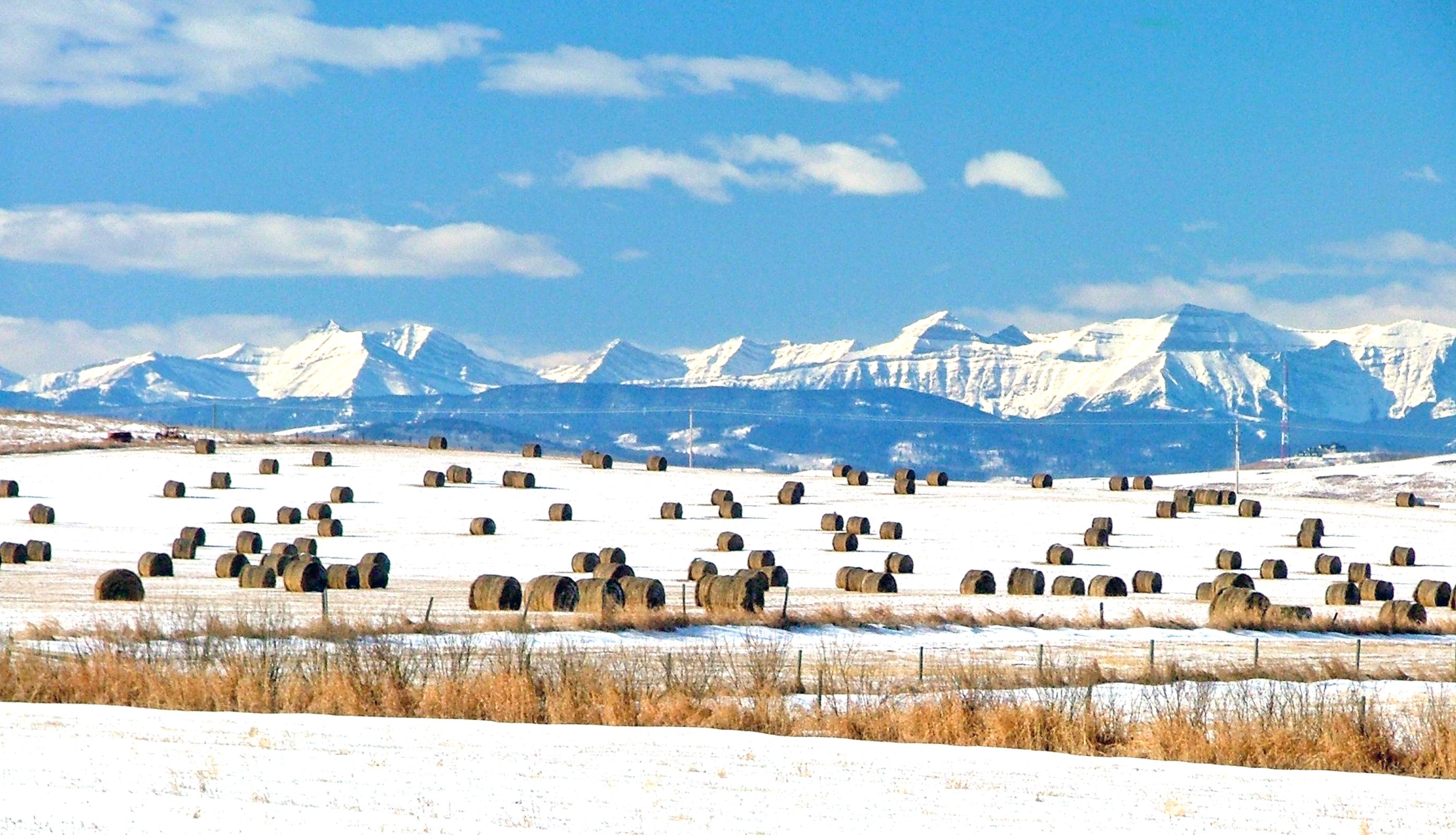 alberta winter landscape