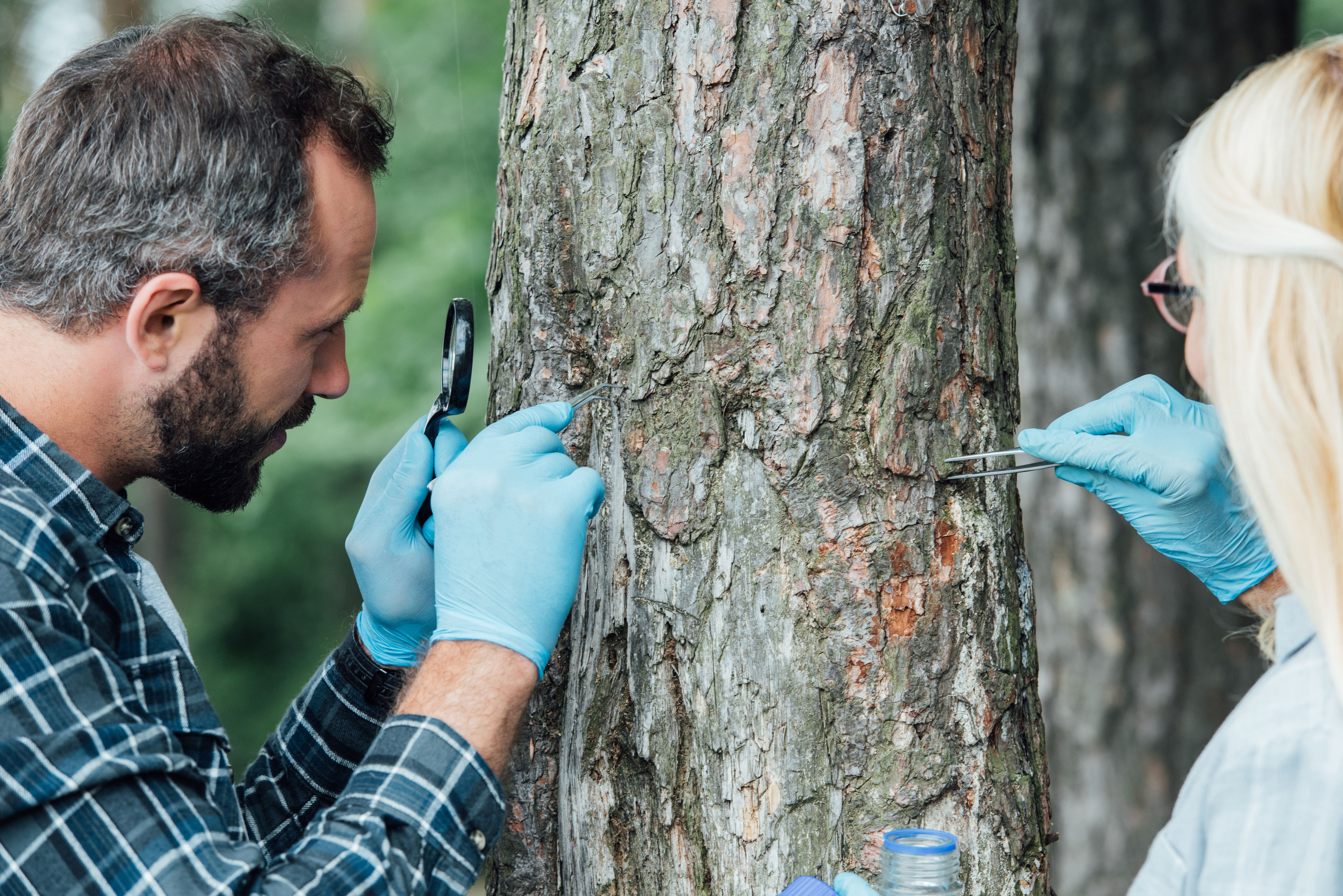 tree bark inspection
