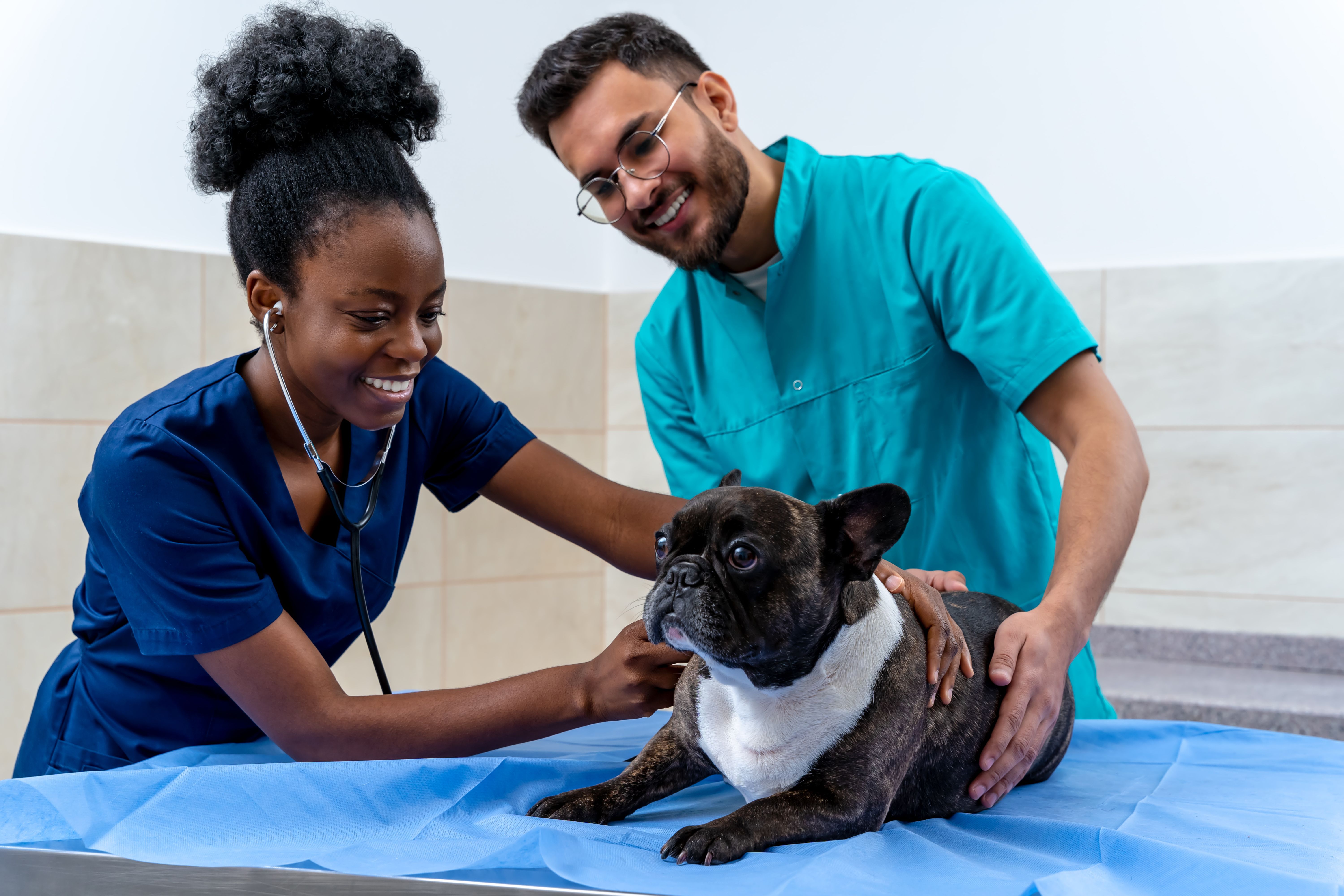 dog vet care