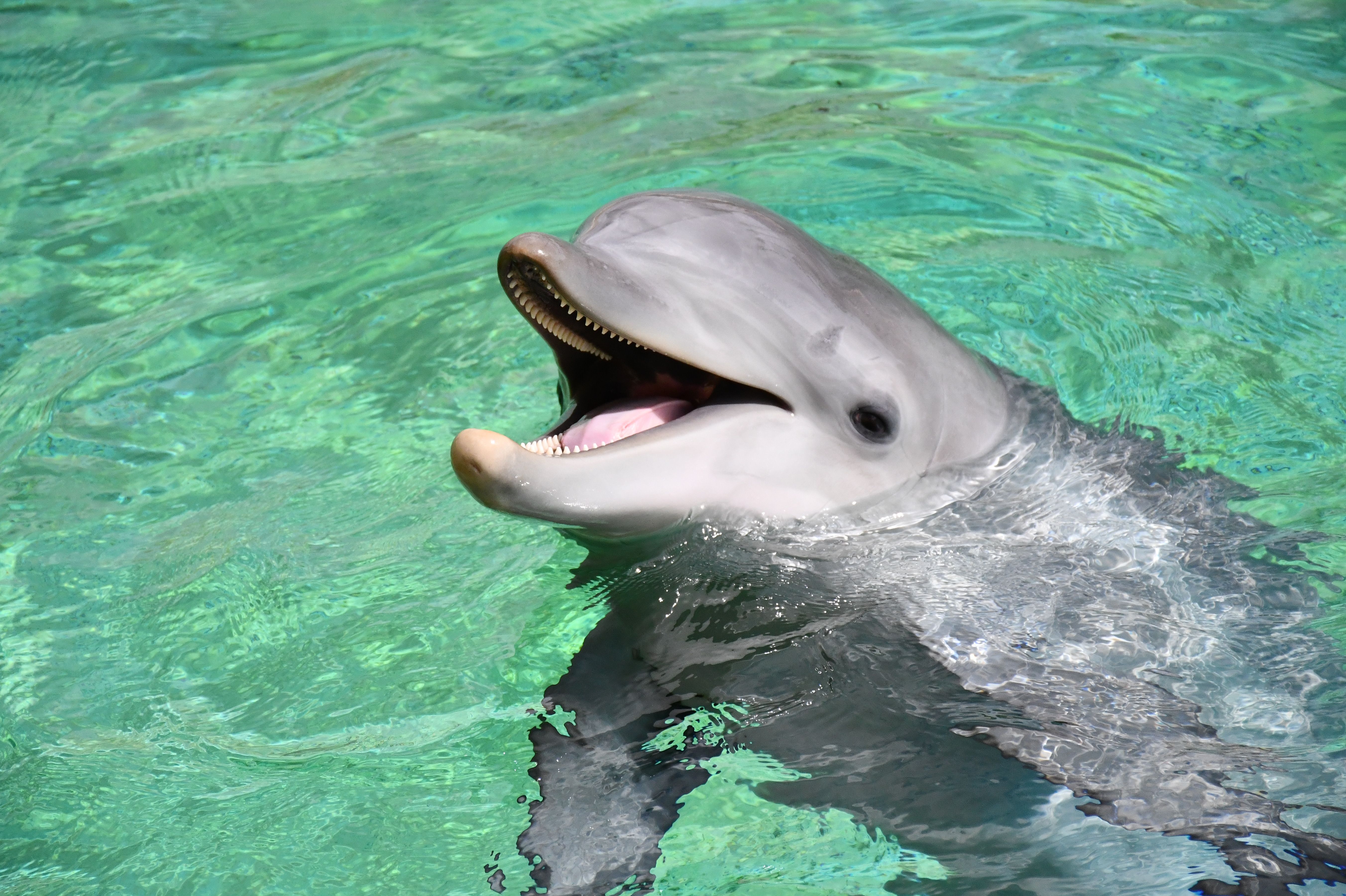 captive dolphin