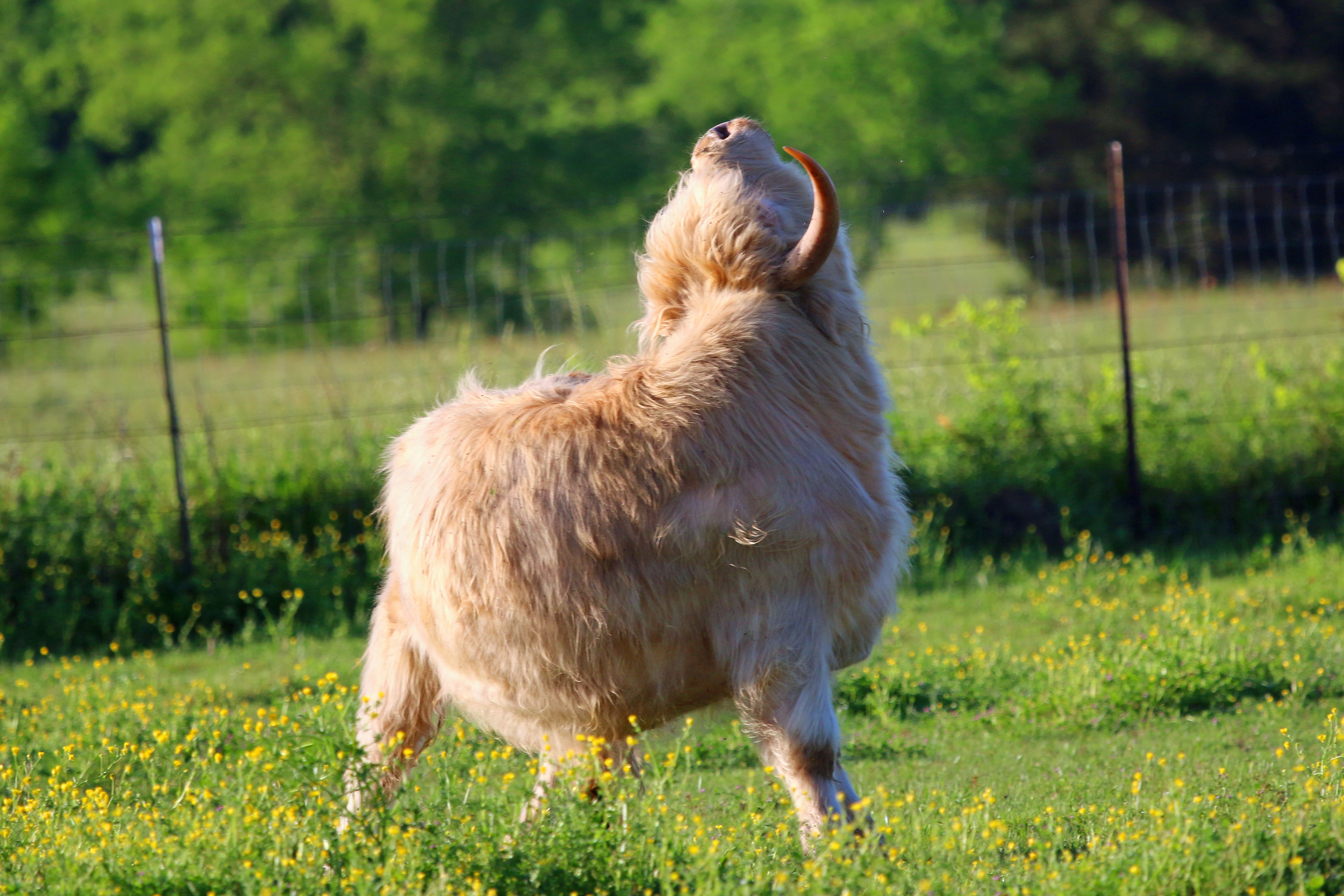 highland cattle temperament