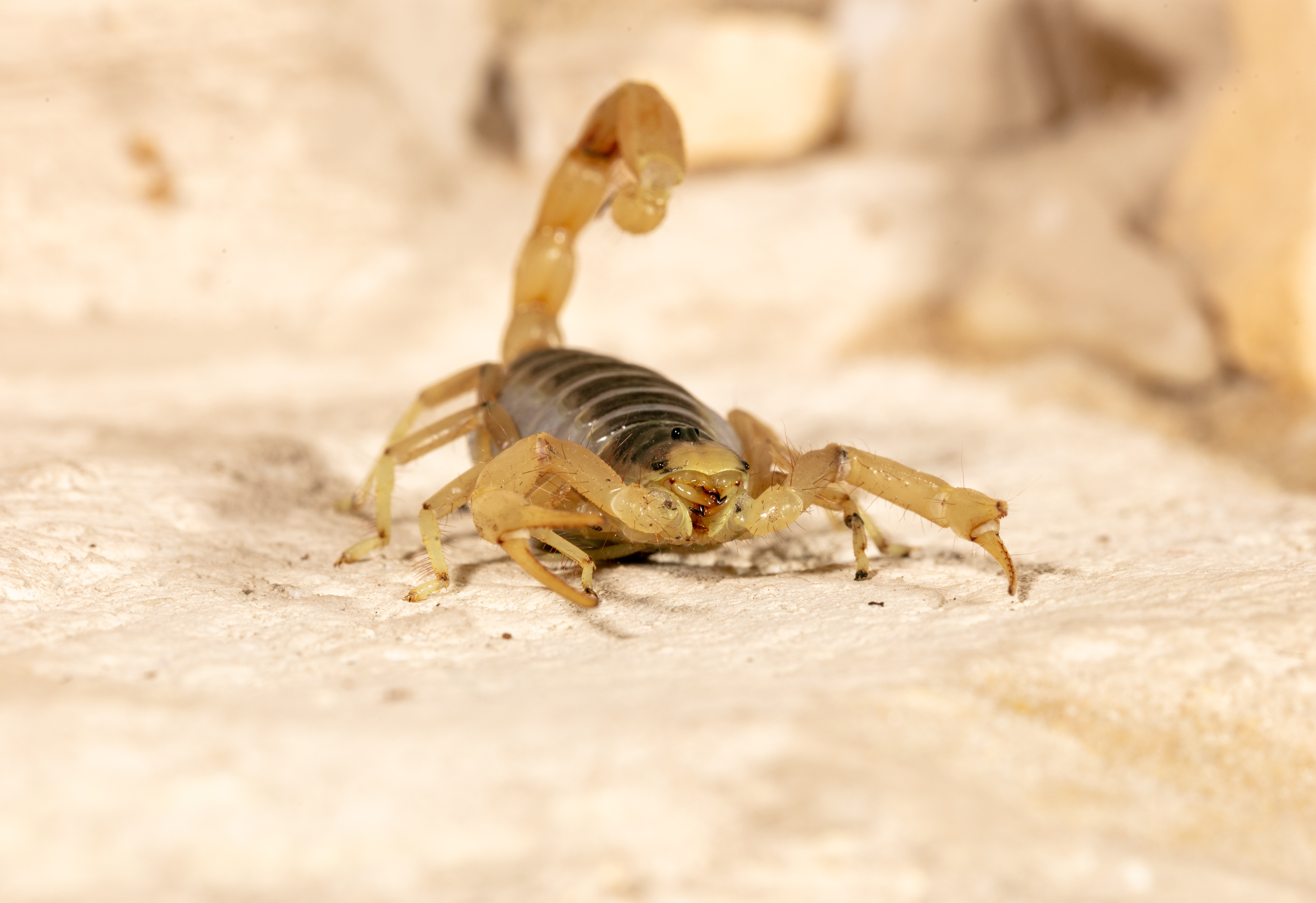 Giant Desert Hairy Scorpion Giant Desert Hairy Scorpion