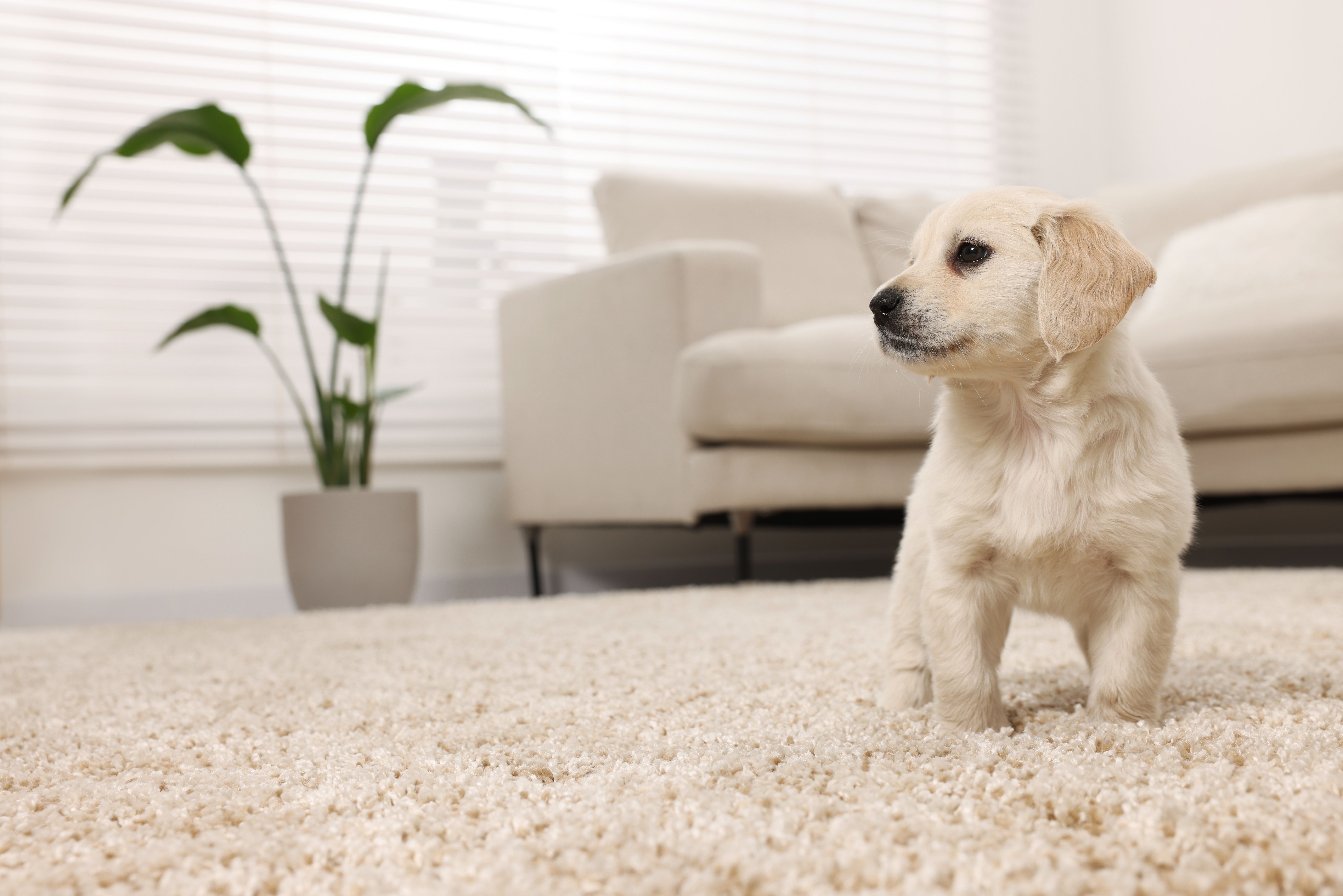 puppy home setup