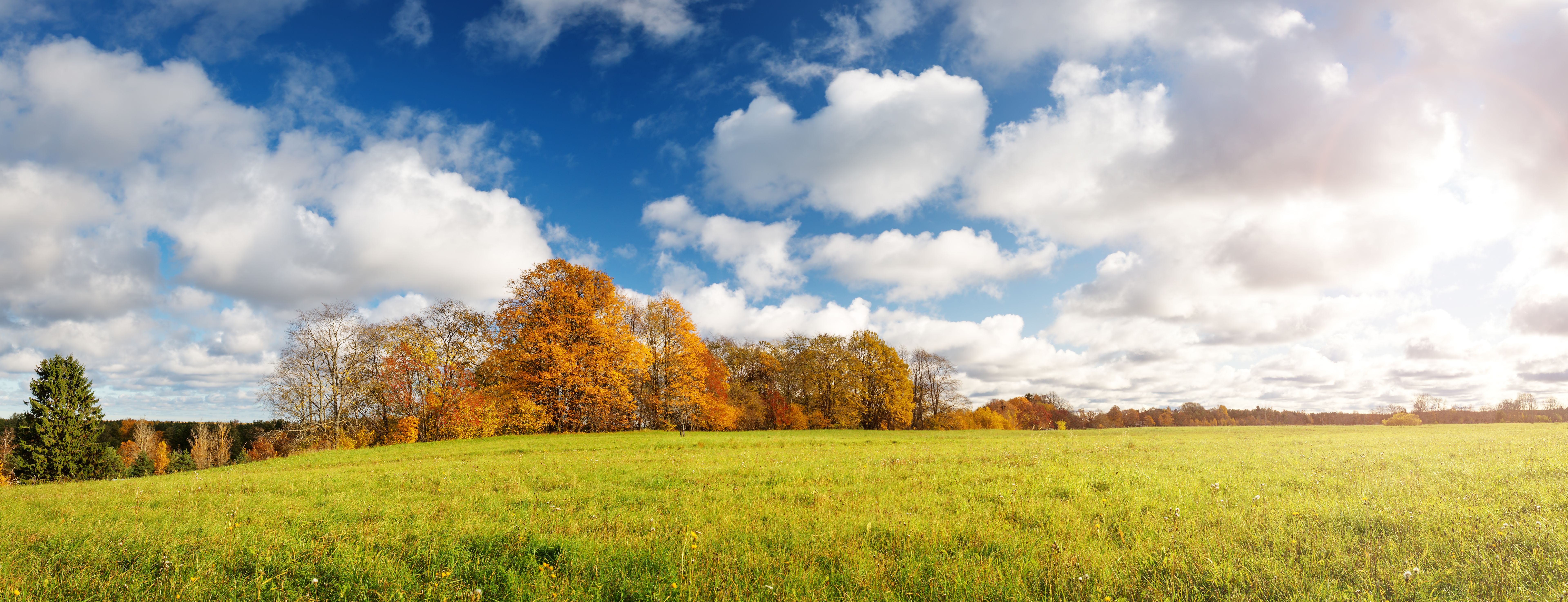 trees on the field in autumn on beautiful sunny day