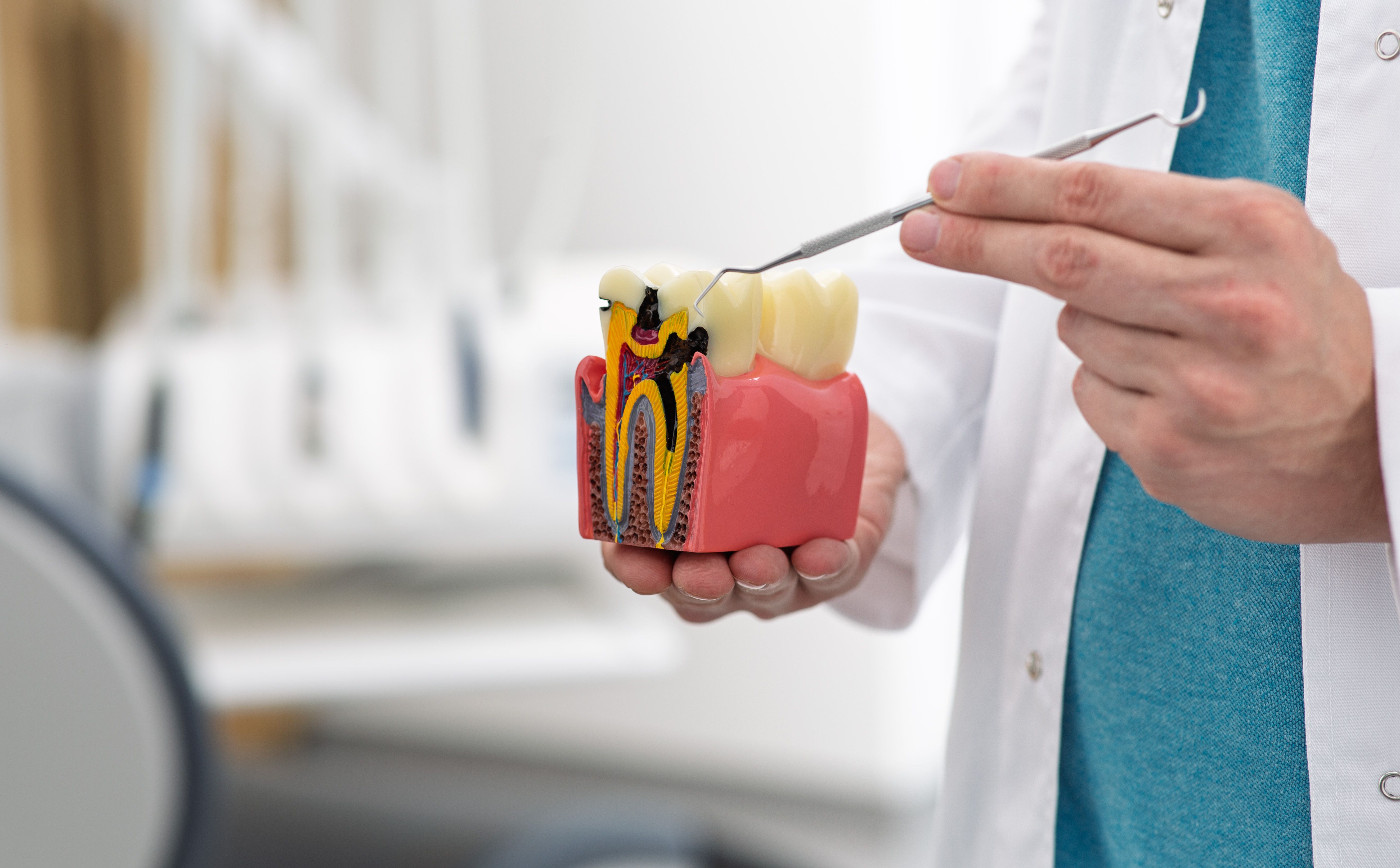 interactive dental model