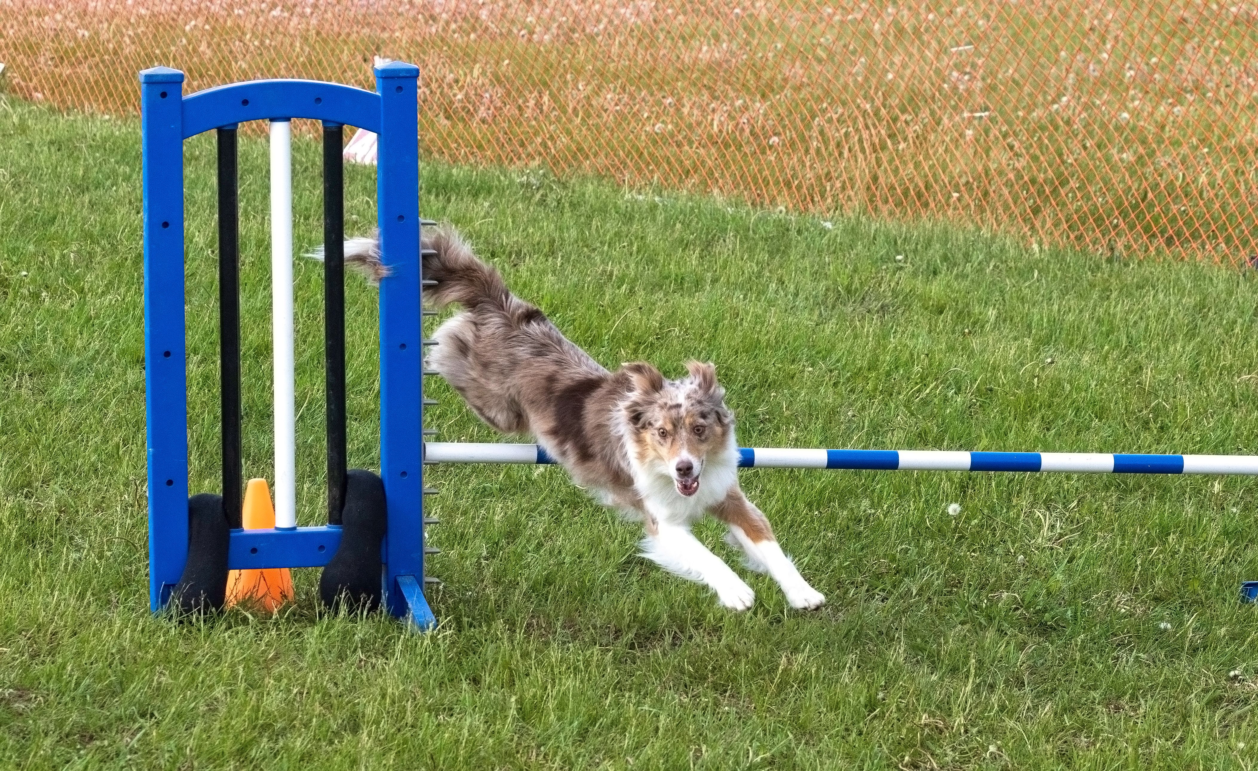 dog agility