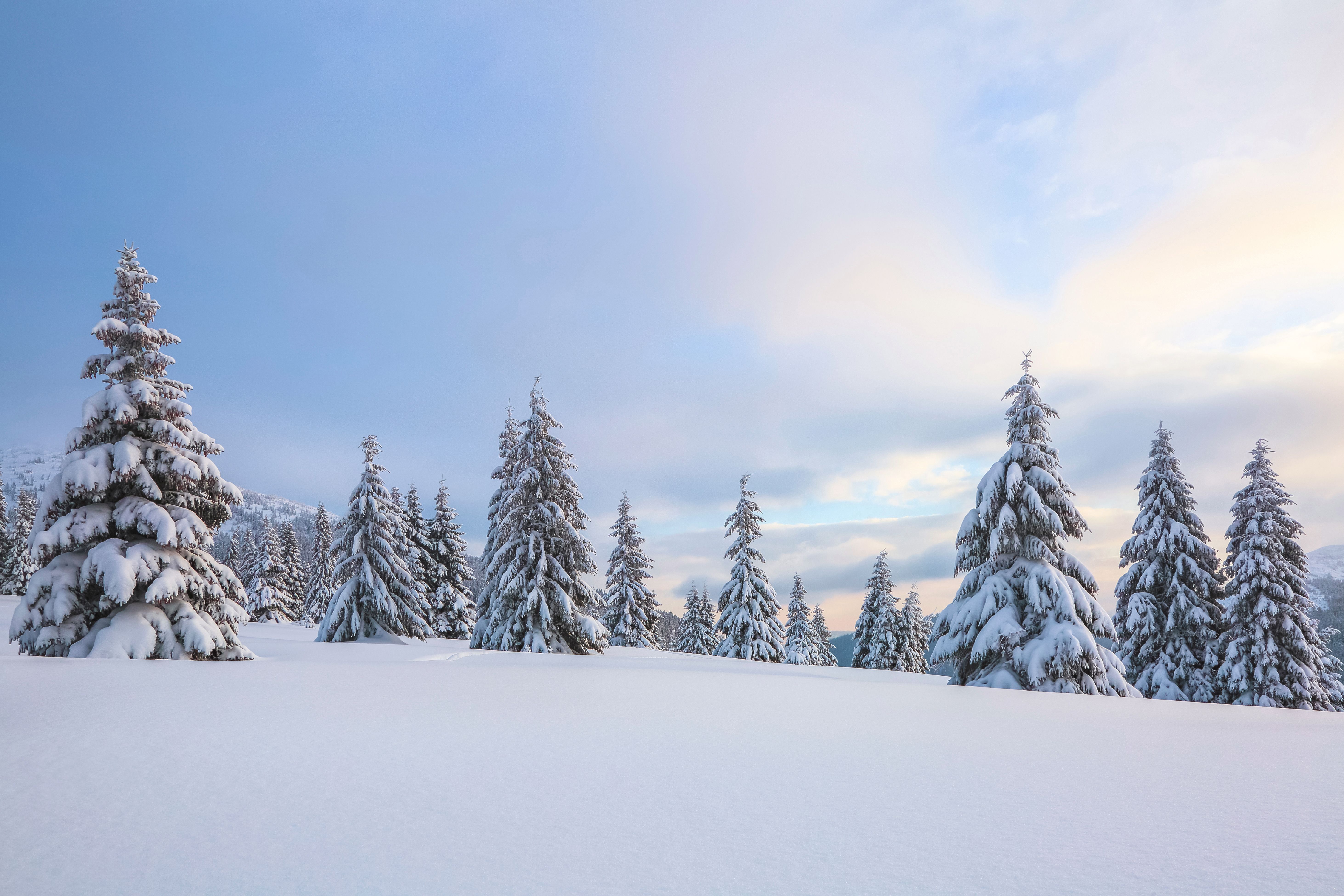 snow covered trees