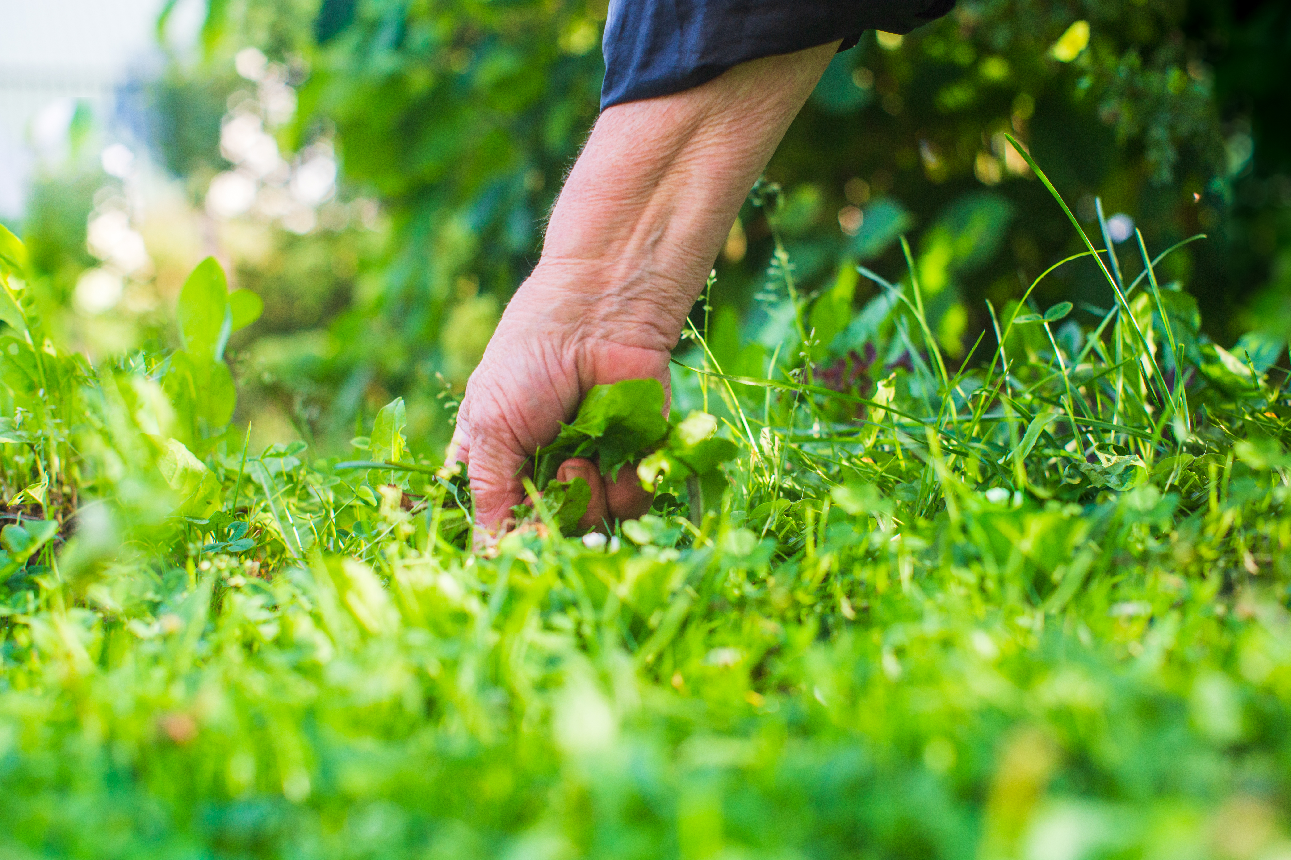A woman's hand is pinching the grass. Weed and pest control in the garden