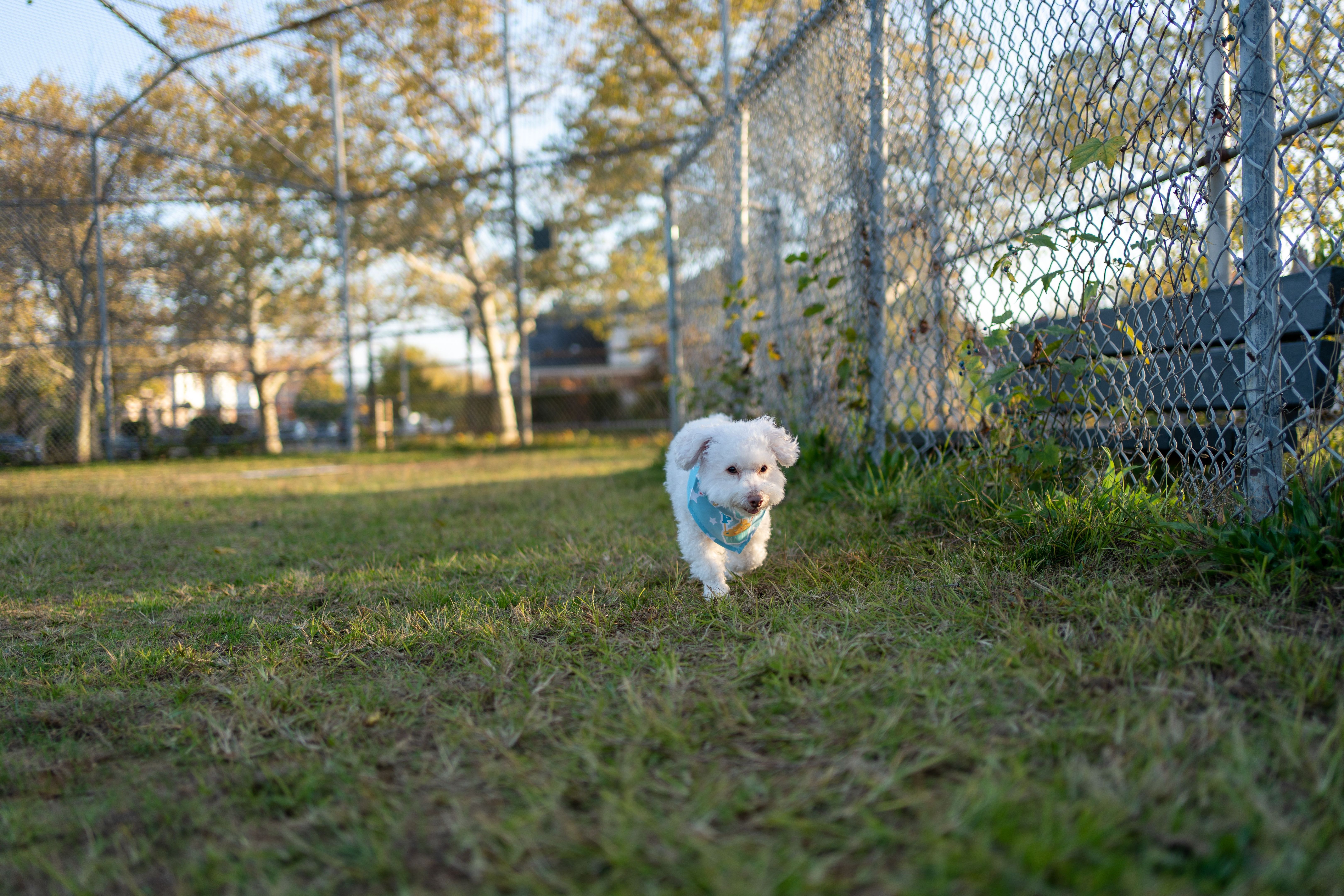 White poodle dog running on green grass White poodle dog running on green grass