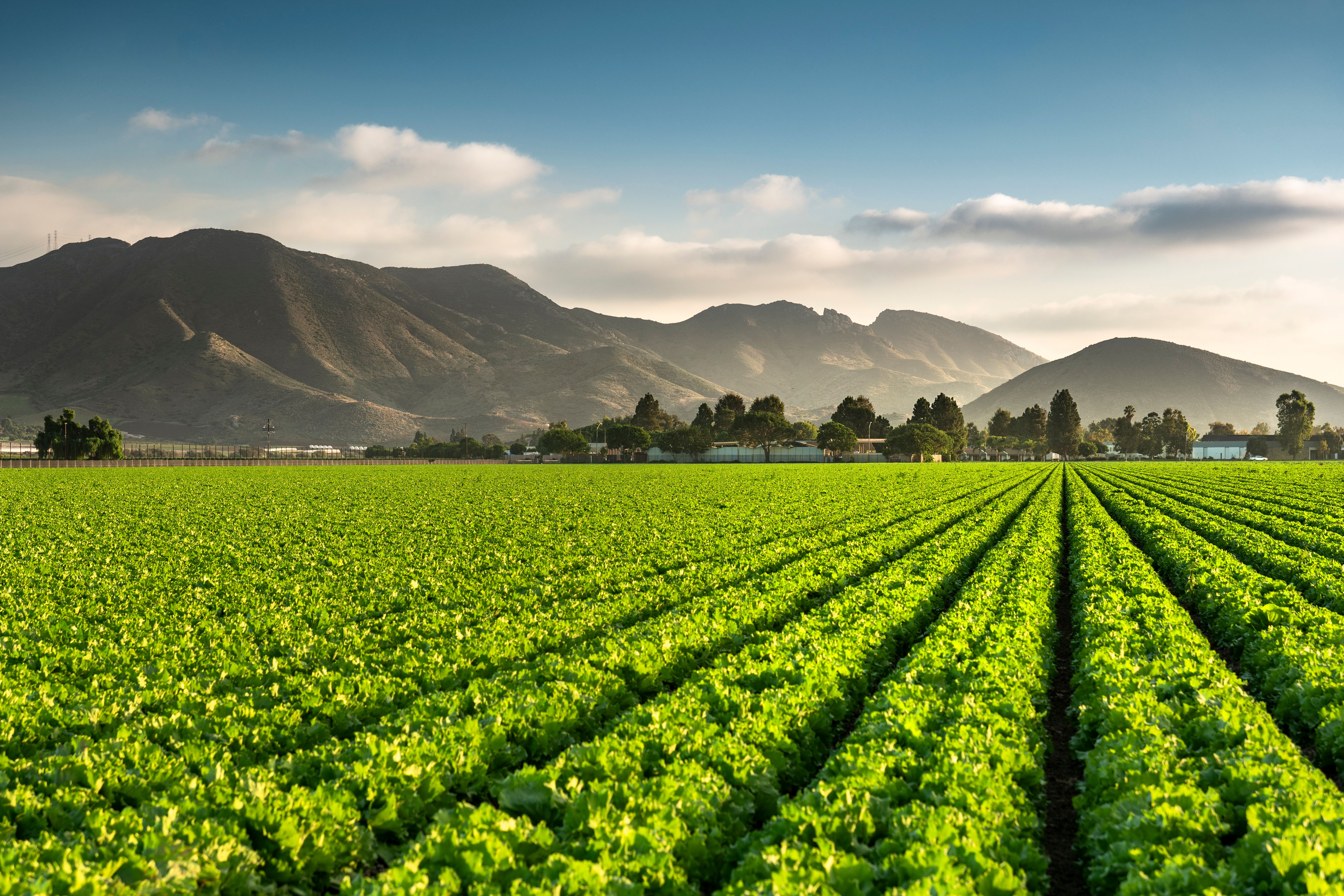 california agriculture