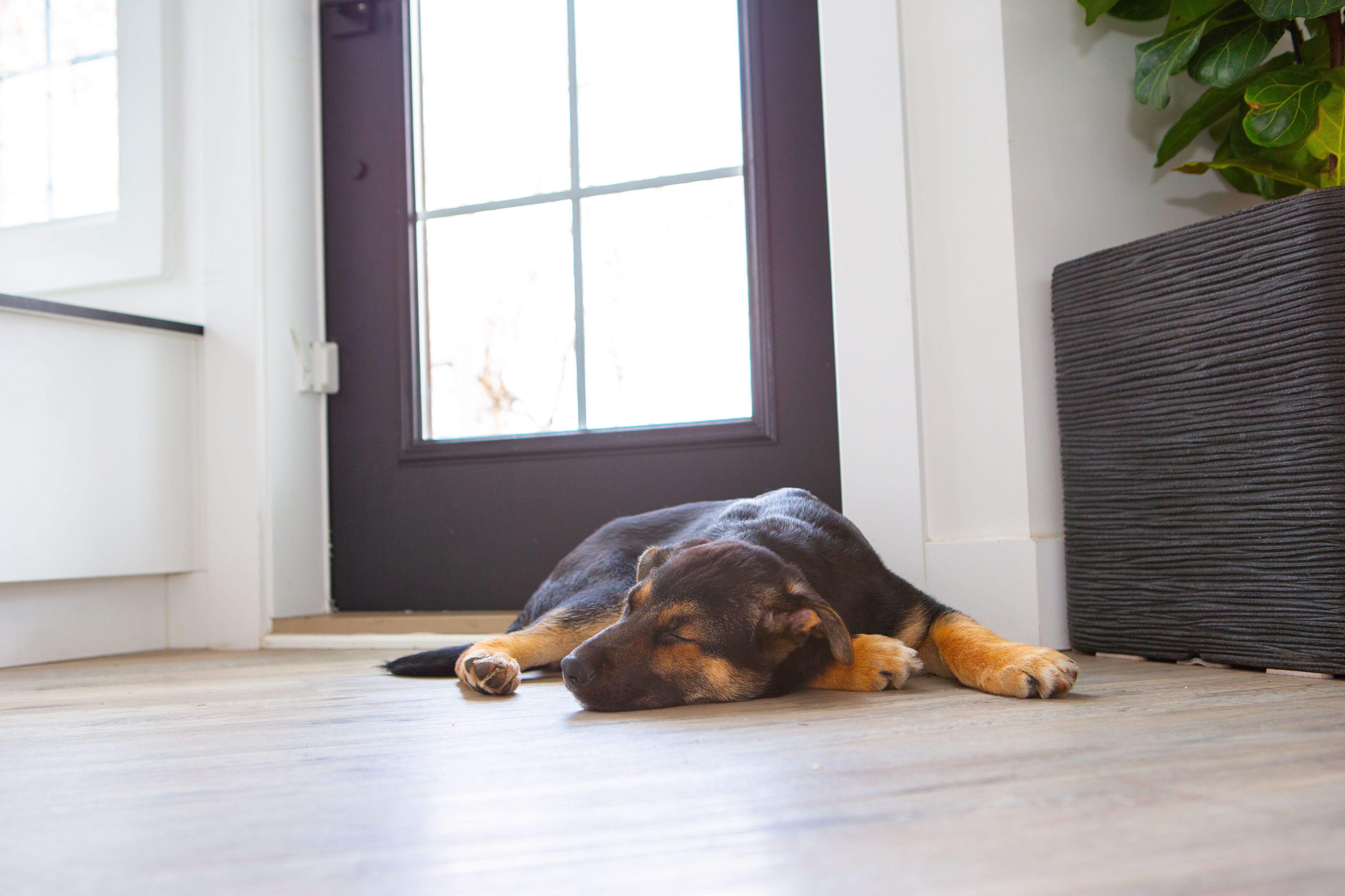 Puppy sleeping on hardwood floor Puppy sleeping on hardwood floor