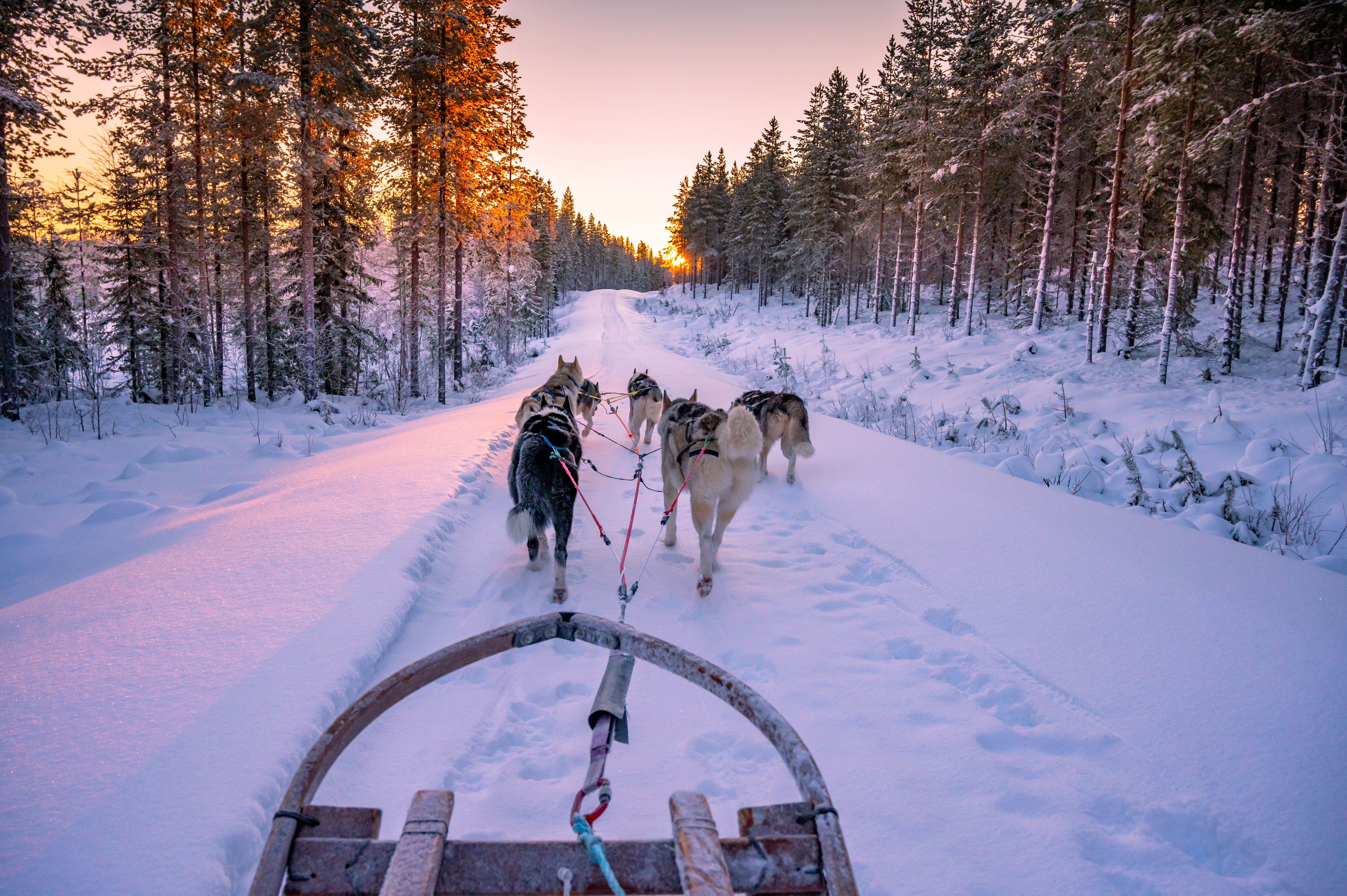 dog sledding