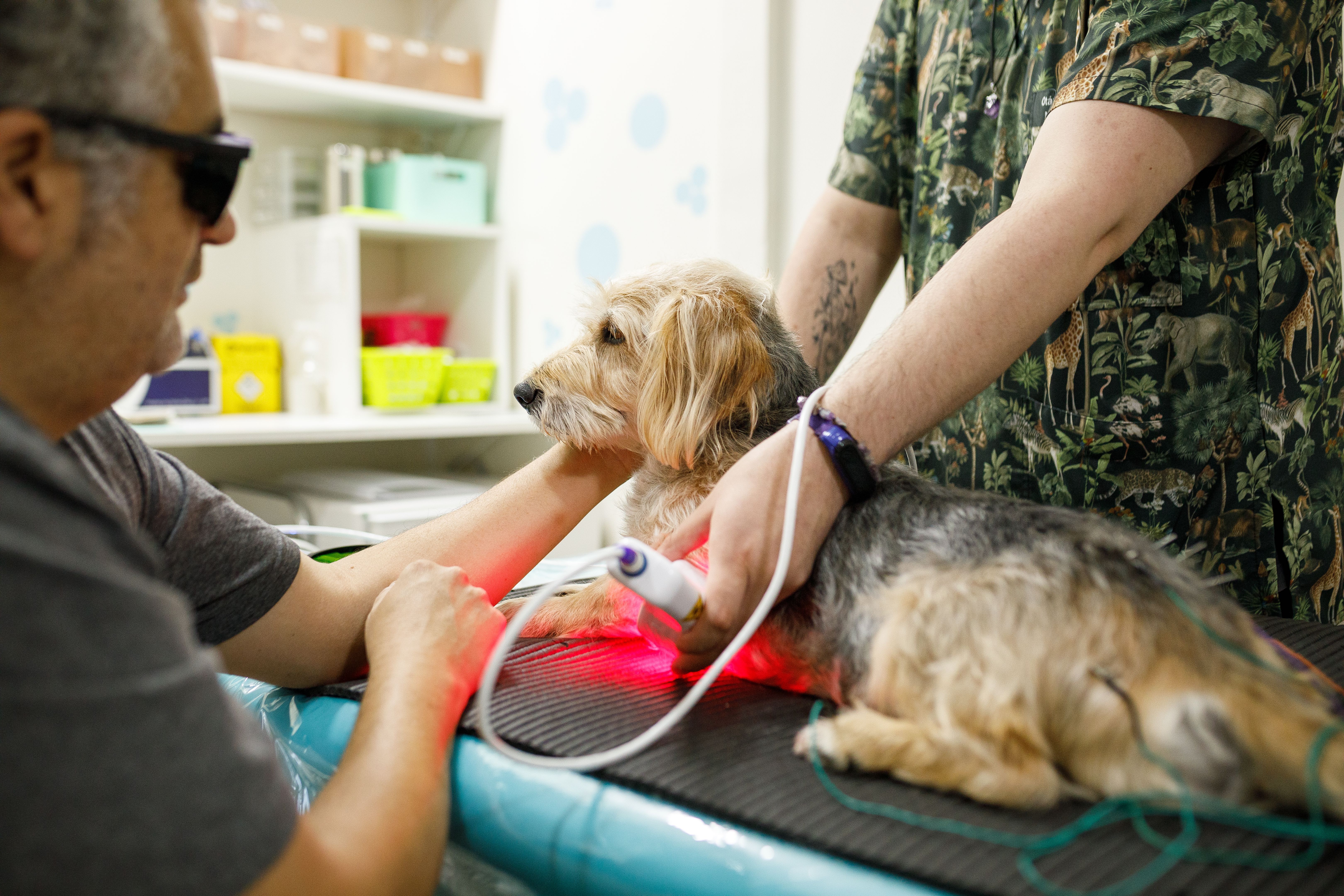 animal laser therapy