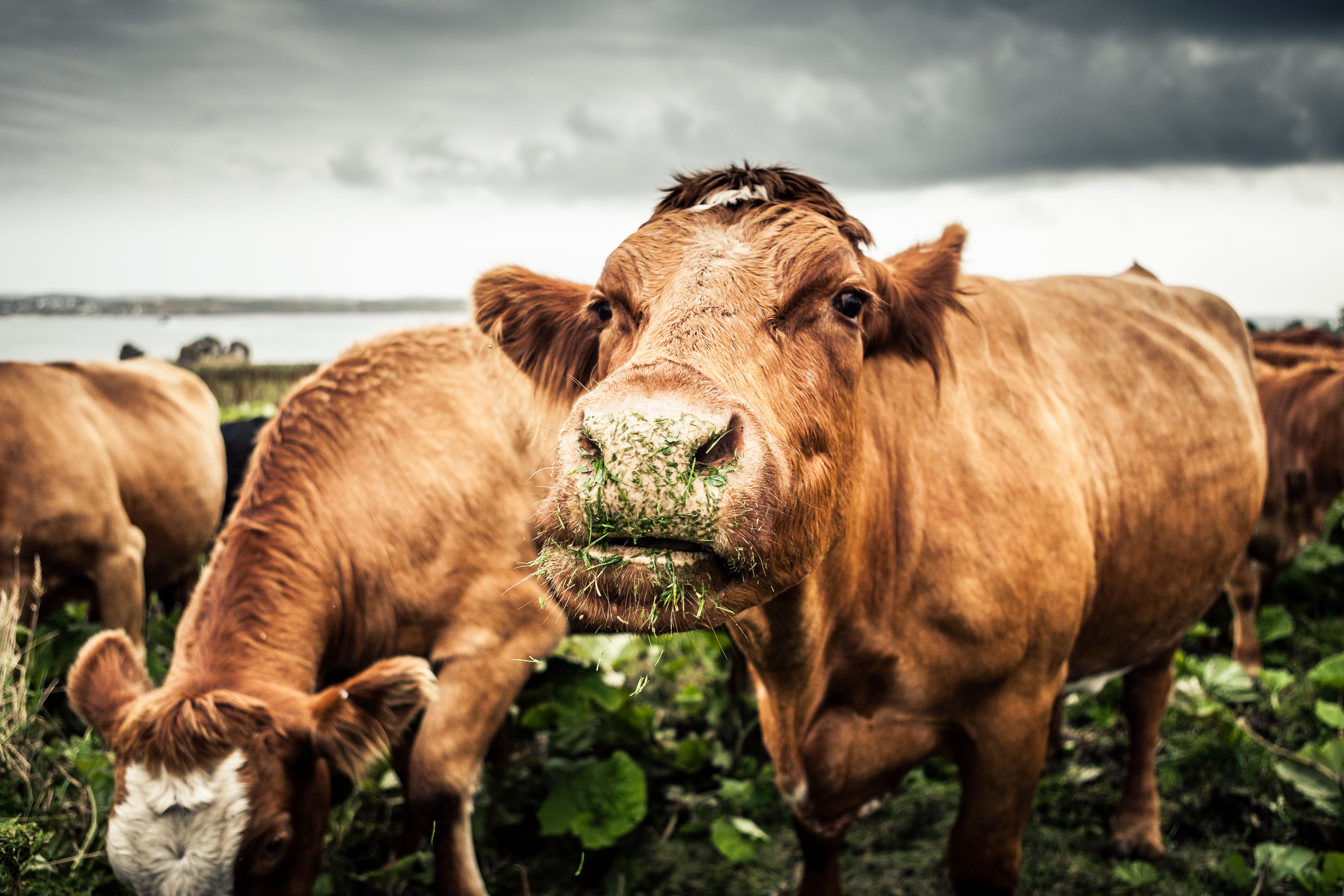 Cows Standing On Field