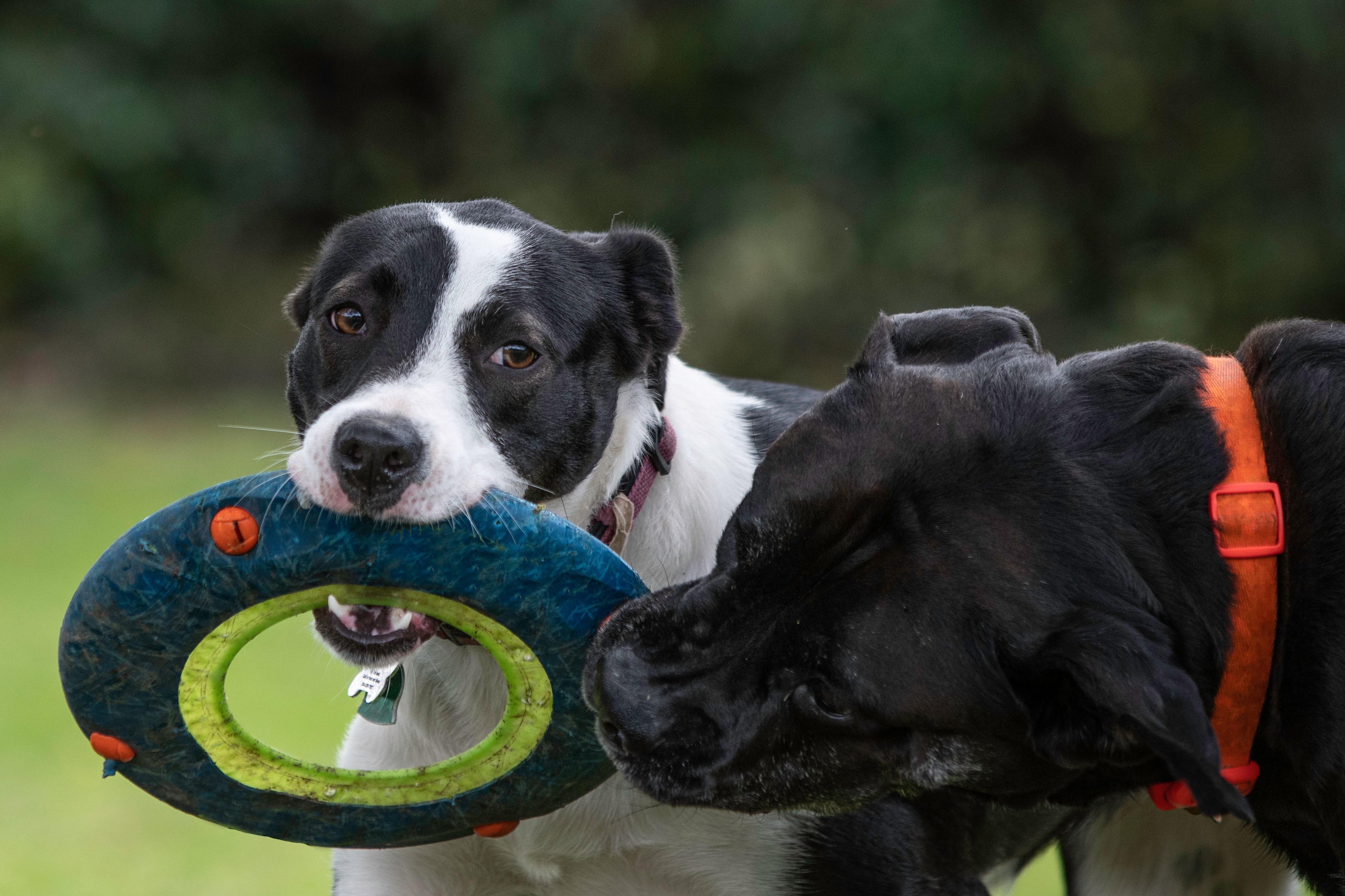 Two dogs vie for the same disc toy Two dogs vie for the same disc toy