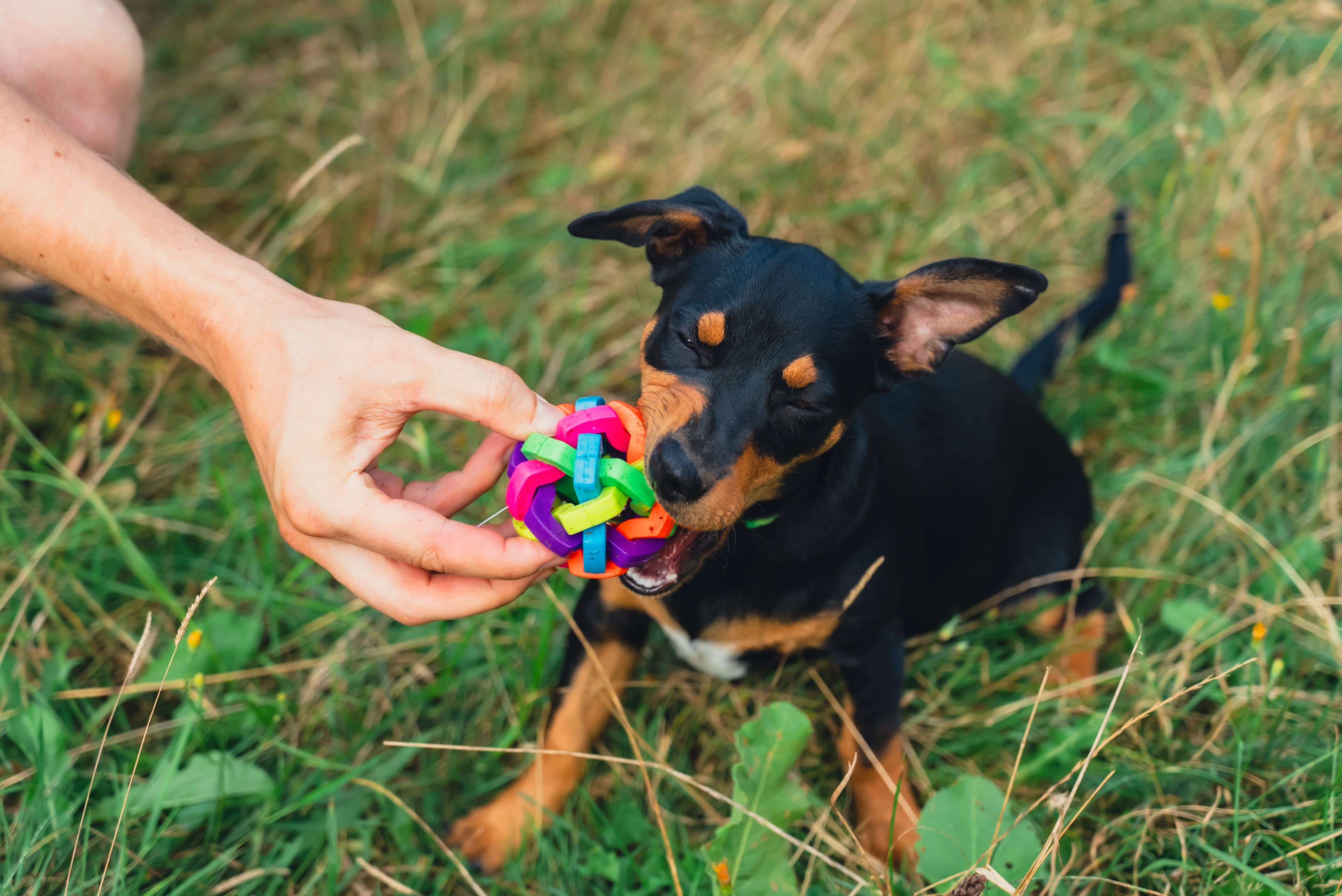 Hunt terrier playing with its owner outdoors summer time. Playful puppy Jagdterrier breed training session in park. Cynologist trained by its owner Hunt terrier playing with its owner outdoors summer time. Playful puppy Jagdterrier breed training session in park. Cynologist trained by its owner