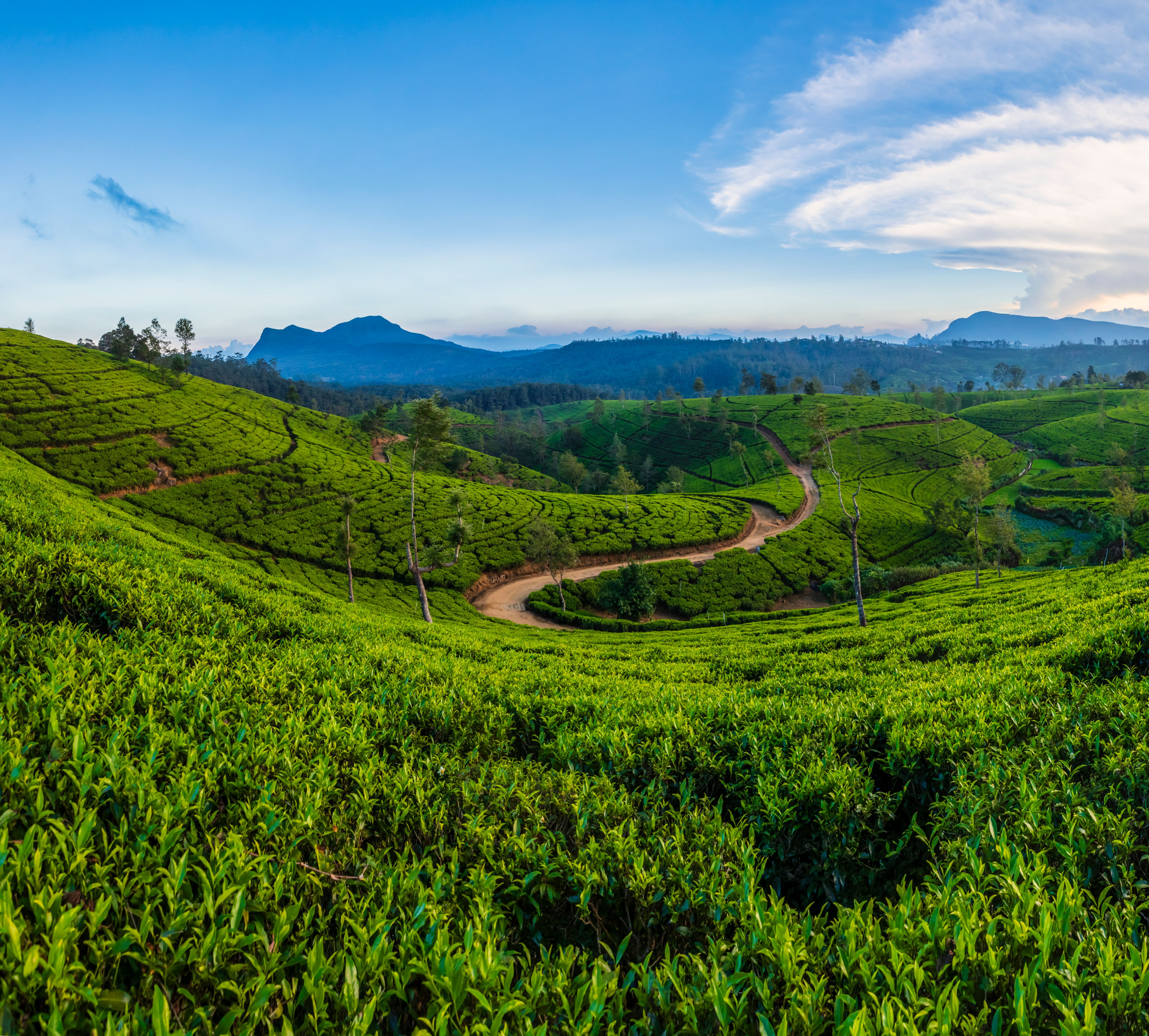 Late afternoon on tea plantation, Nuwara Eliya, Ceylon Late afternoon on tea plantation, Nuwara Eliya, Ceylon